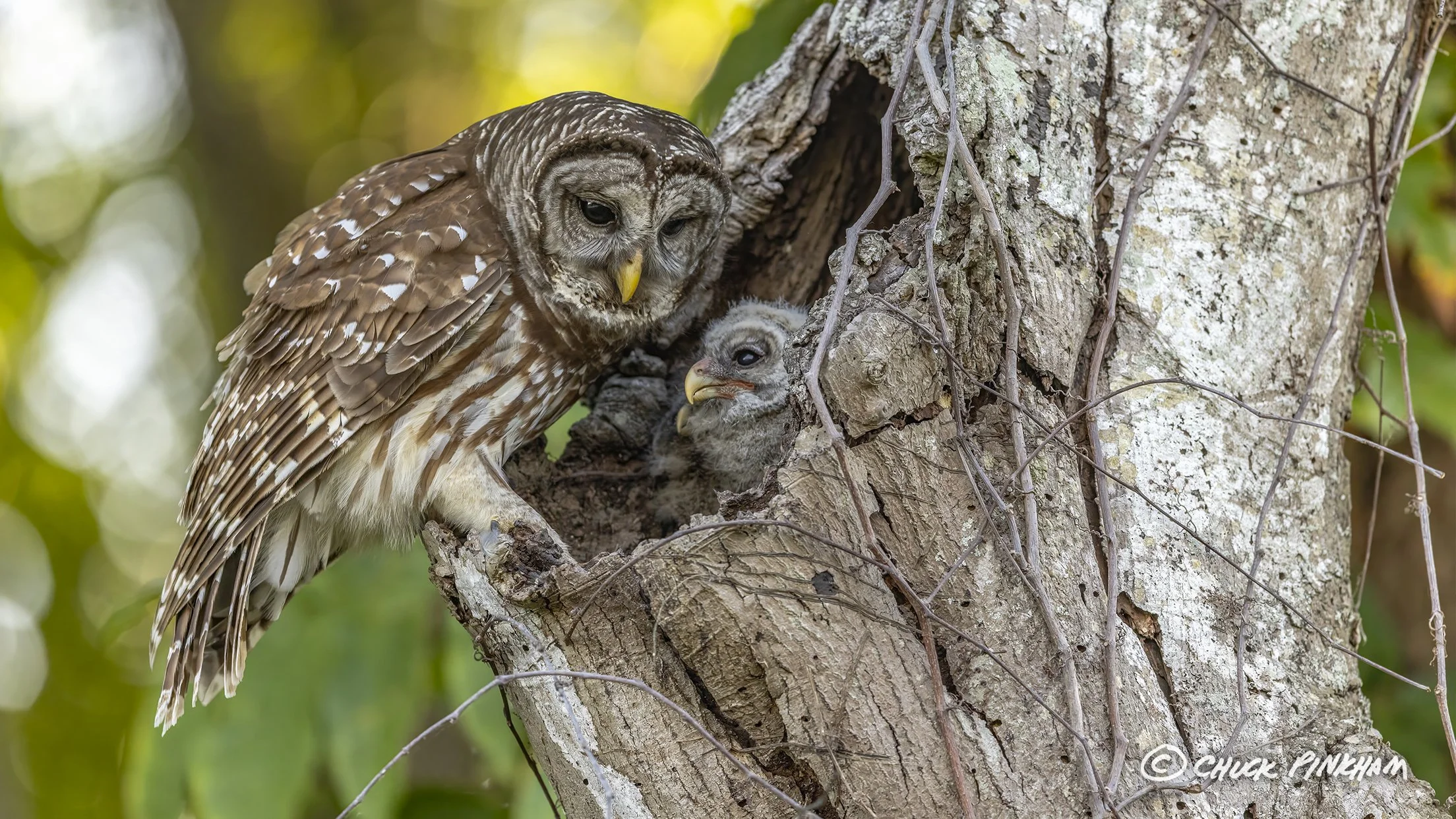 March 2026. Barred Owl and Owlet in Pinellas County, Florida.