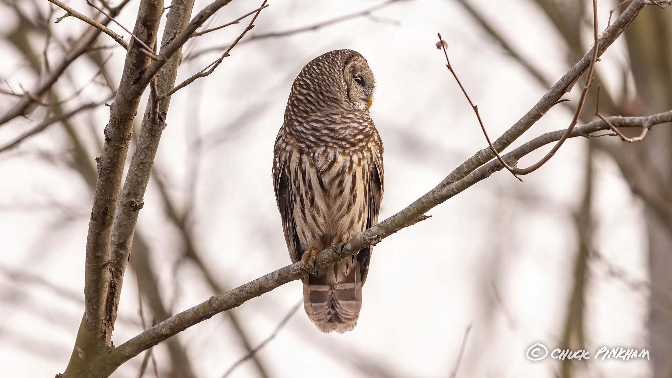 February 26, 2026. Barred Owl in Pinellas County, Florida.