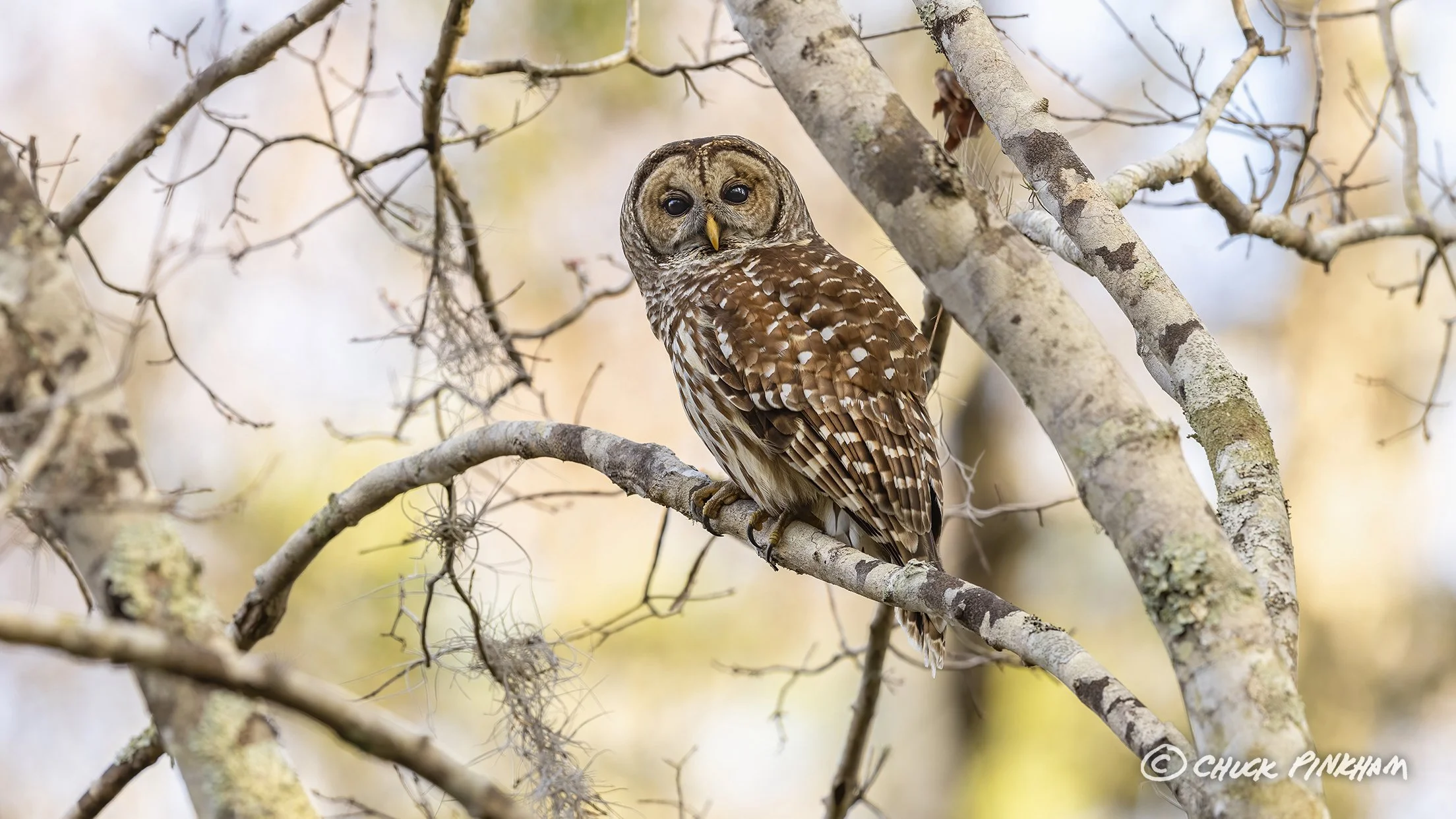 February 18, 2026. Barred Owl in Palm Harbor, Florida.
