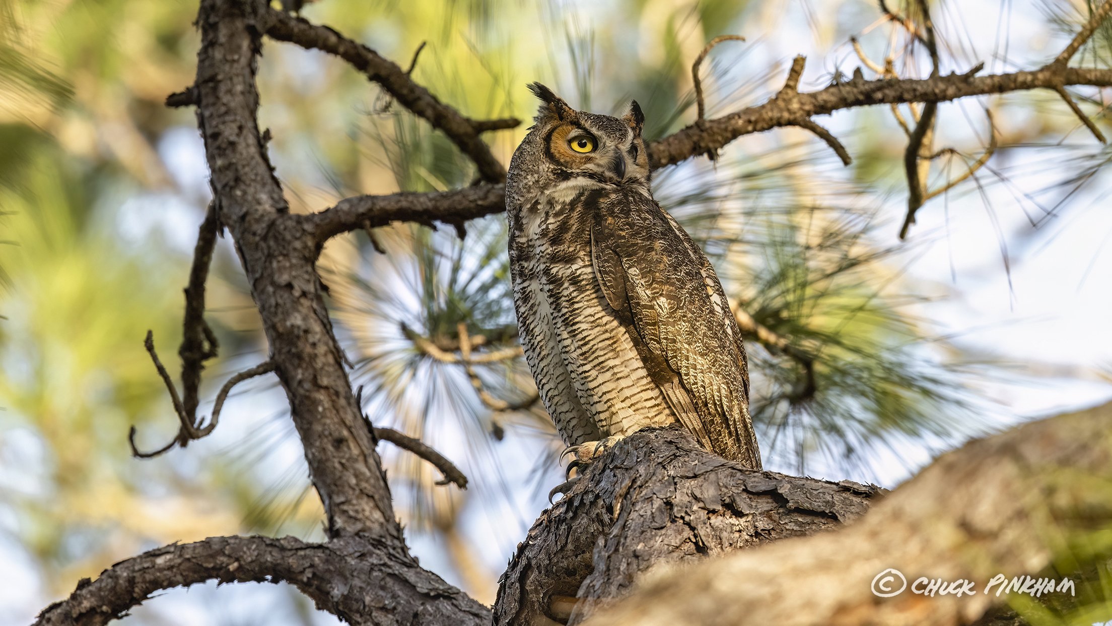 February 17, 2026. Great Horned Owl in Pinellas County, Florida.