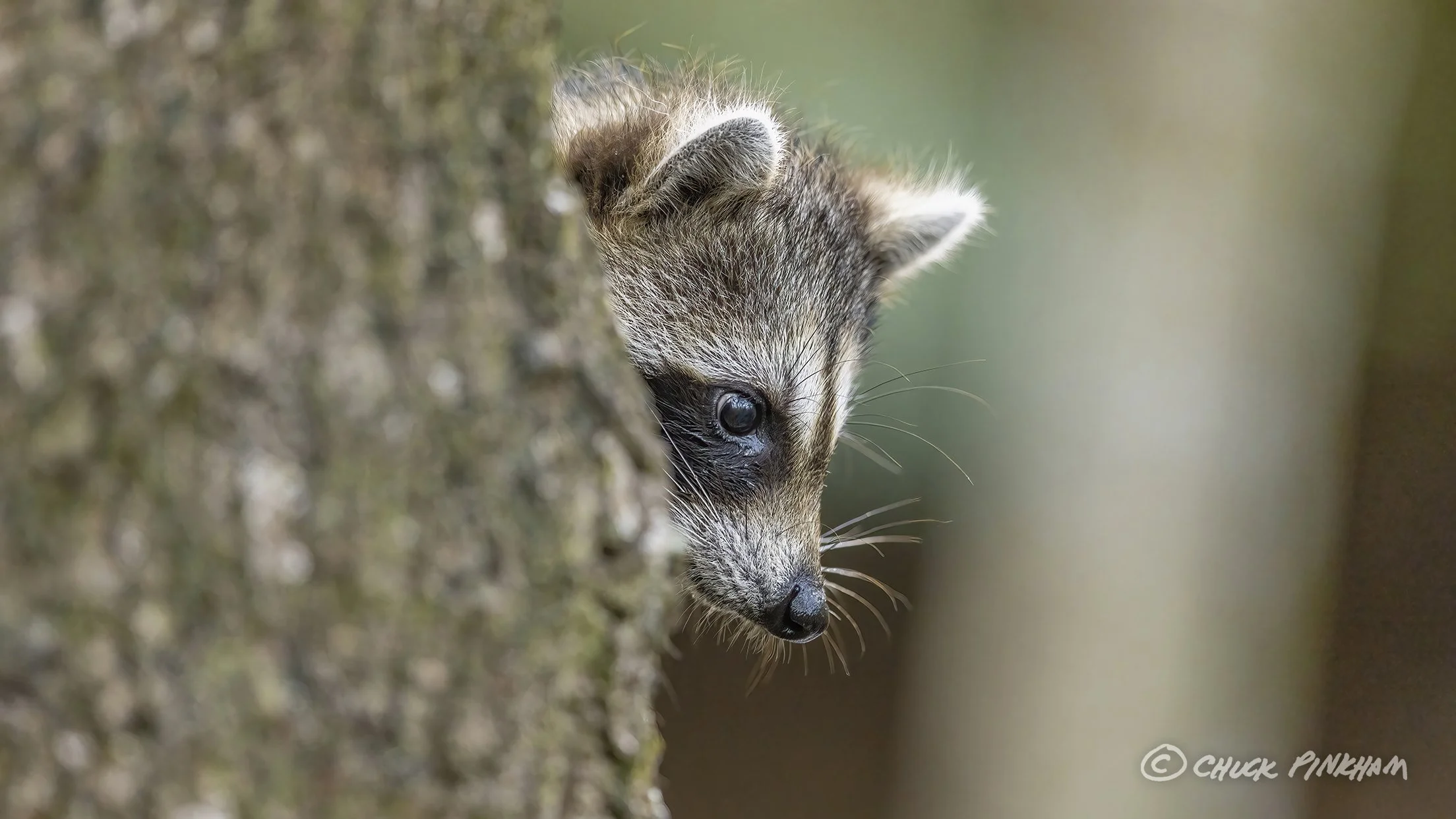 December 29, 2025. Raccoon in Palm Harbor, Florida.