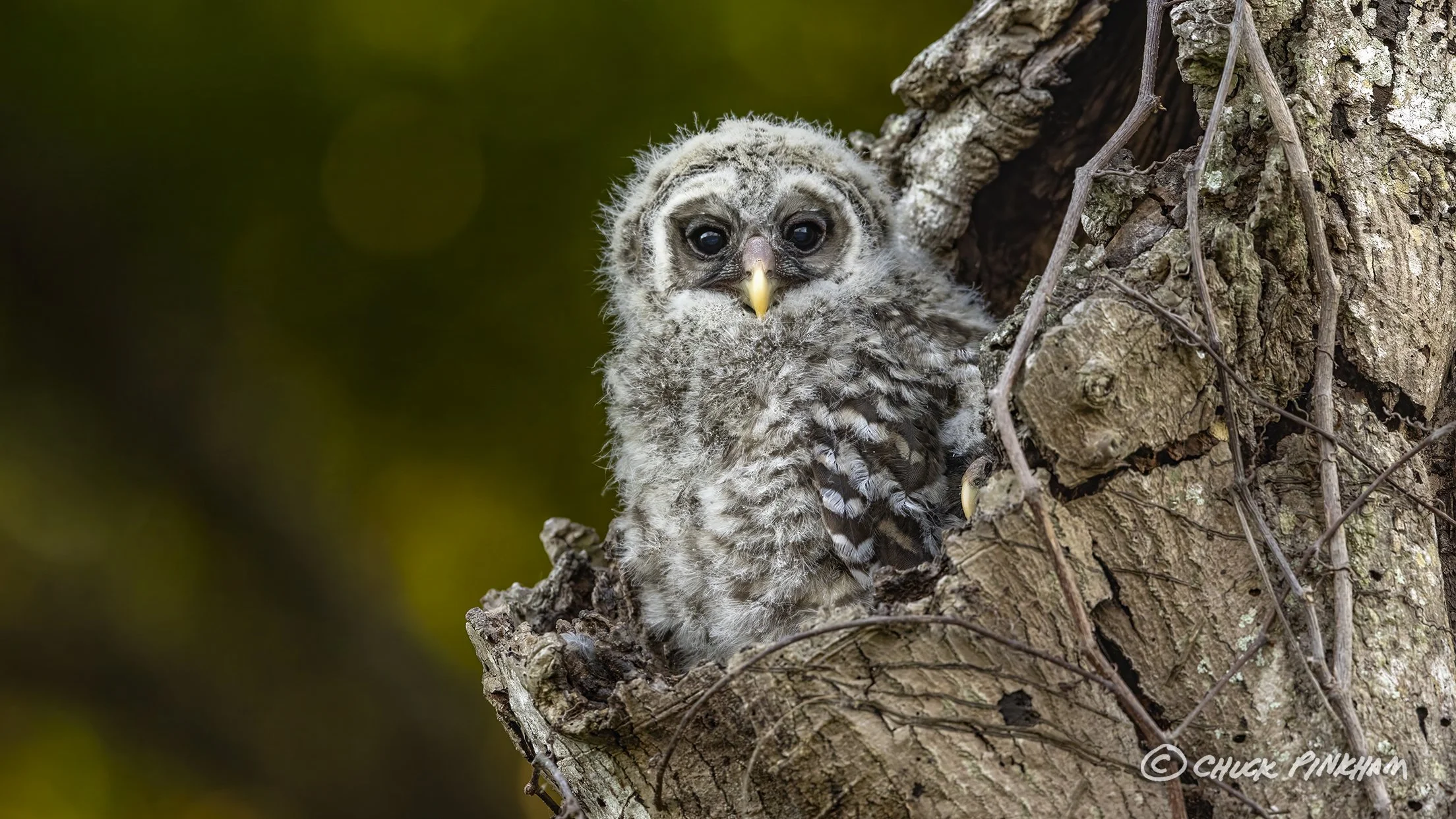 March 2026. Barred Owlet in Pinellas County, Florida.