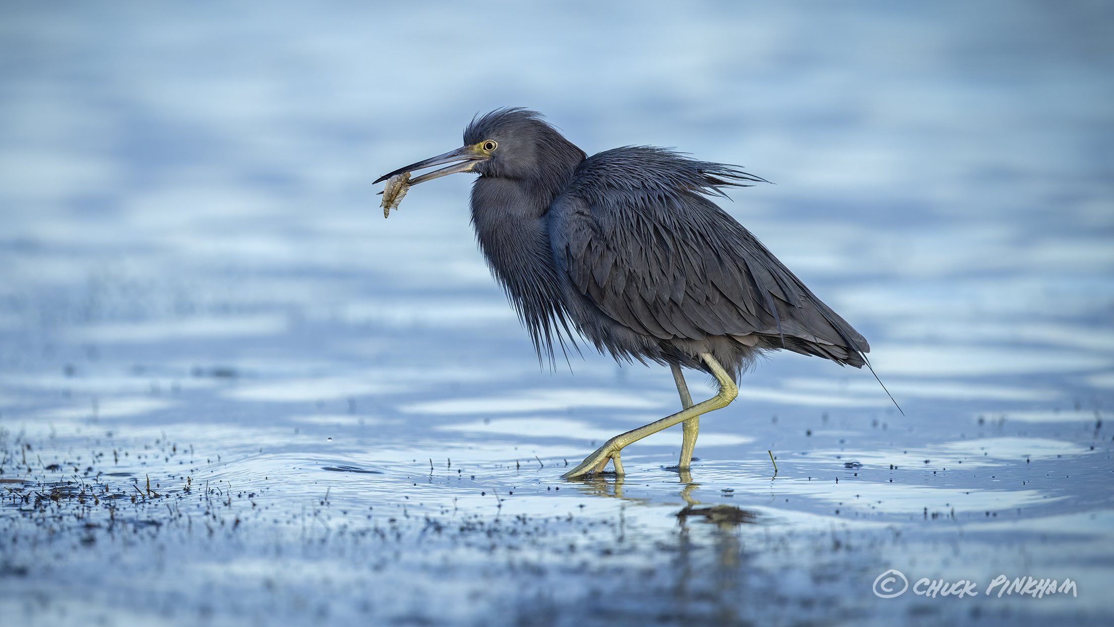 December 21, 2025. Little Blue Heron in Dunedin, Florida.