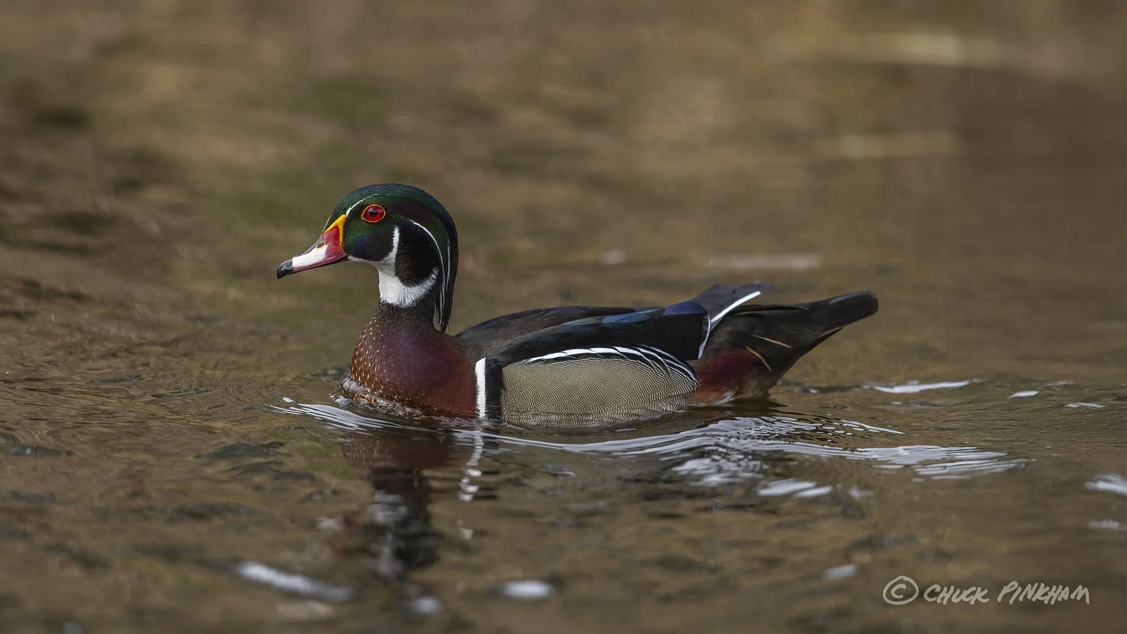 January 25, 2026. Wood Duck in Largo, Florida.