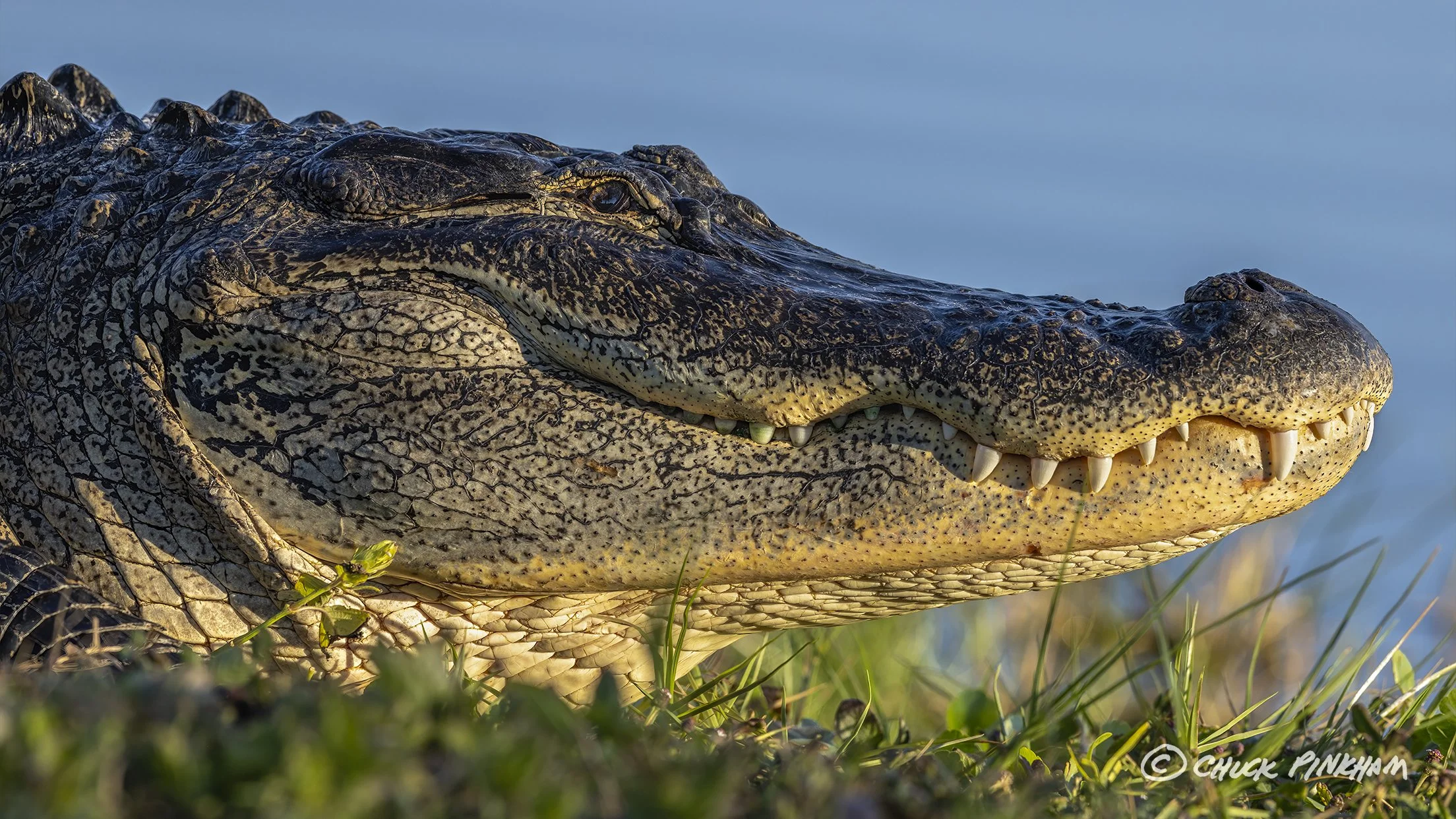 December 12, 2025. American Alligator in Seminole, Florida.