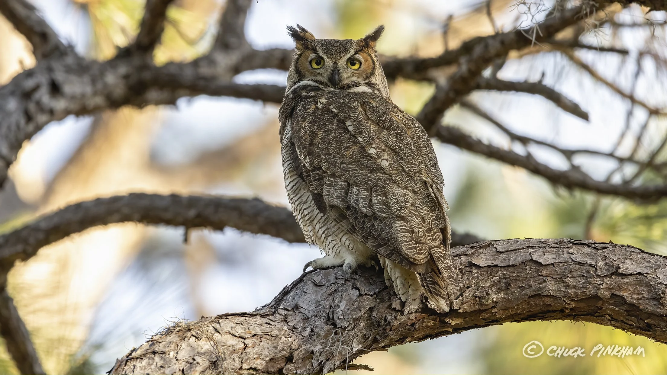 January 20, 2026. Great Horned Owl in Pinellas County, Florida.