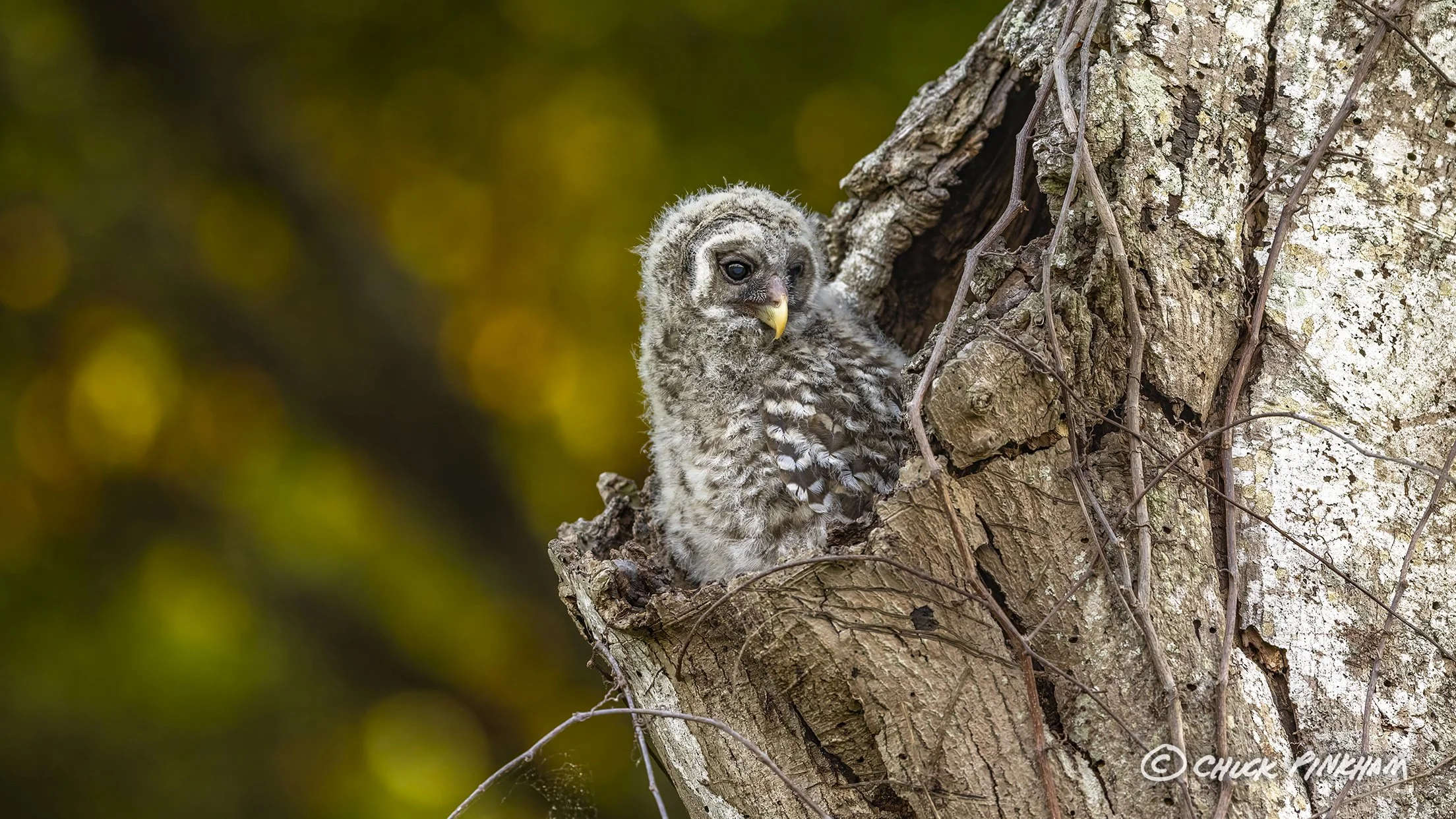 March 2026. Barred Owlet in Pinellas County, Florida.