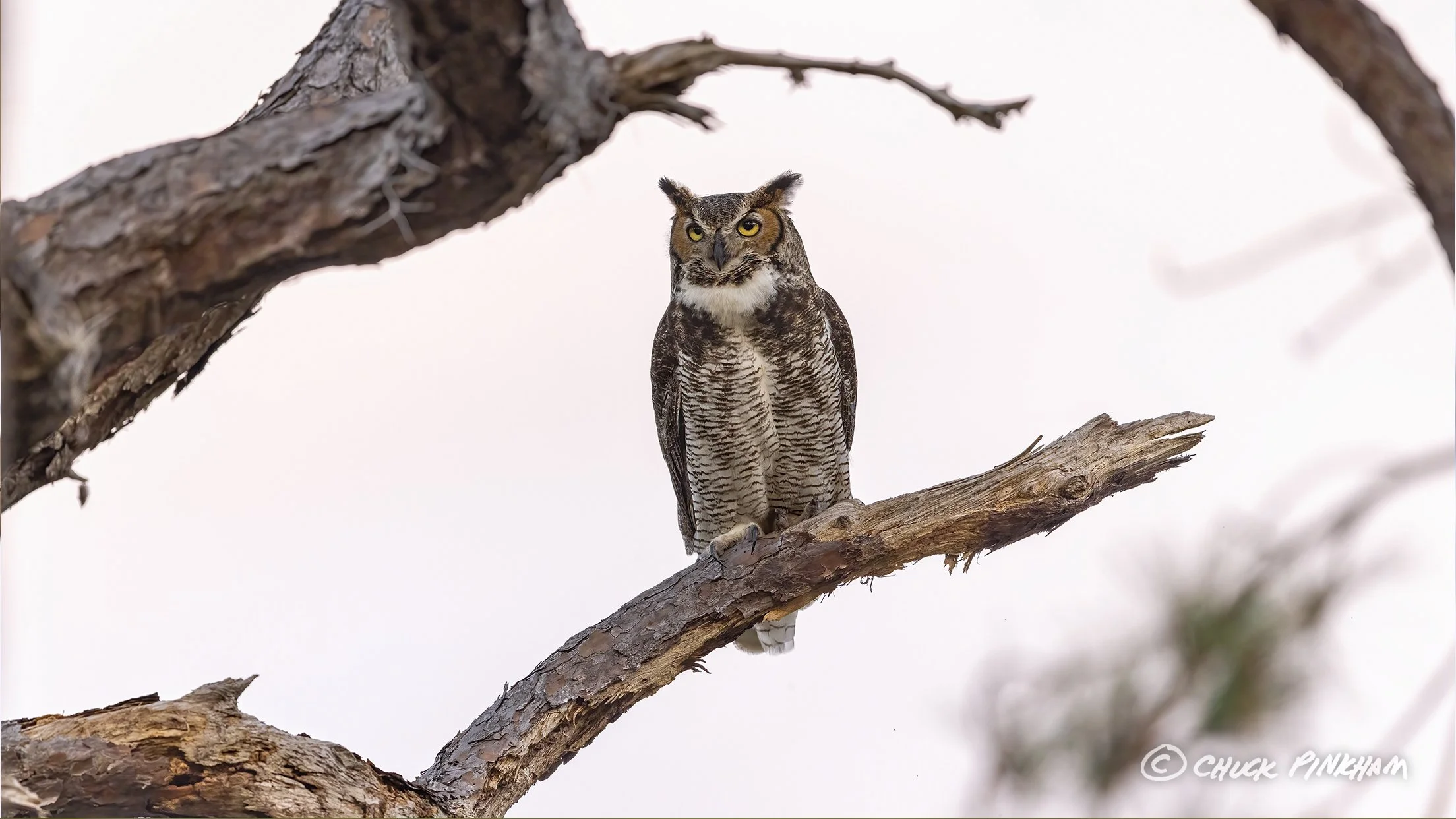 January 24, 2026. Great Horned Owl in Pinellas County, Florida.