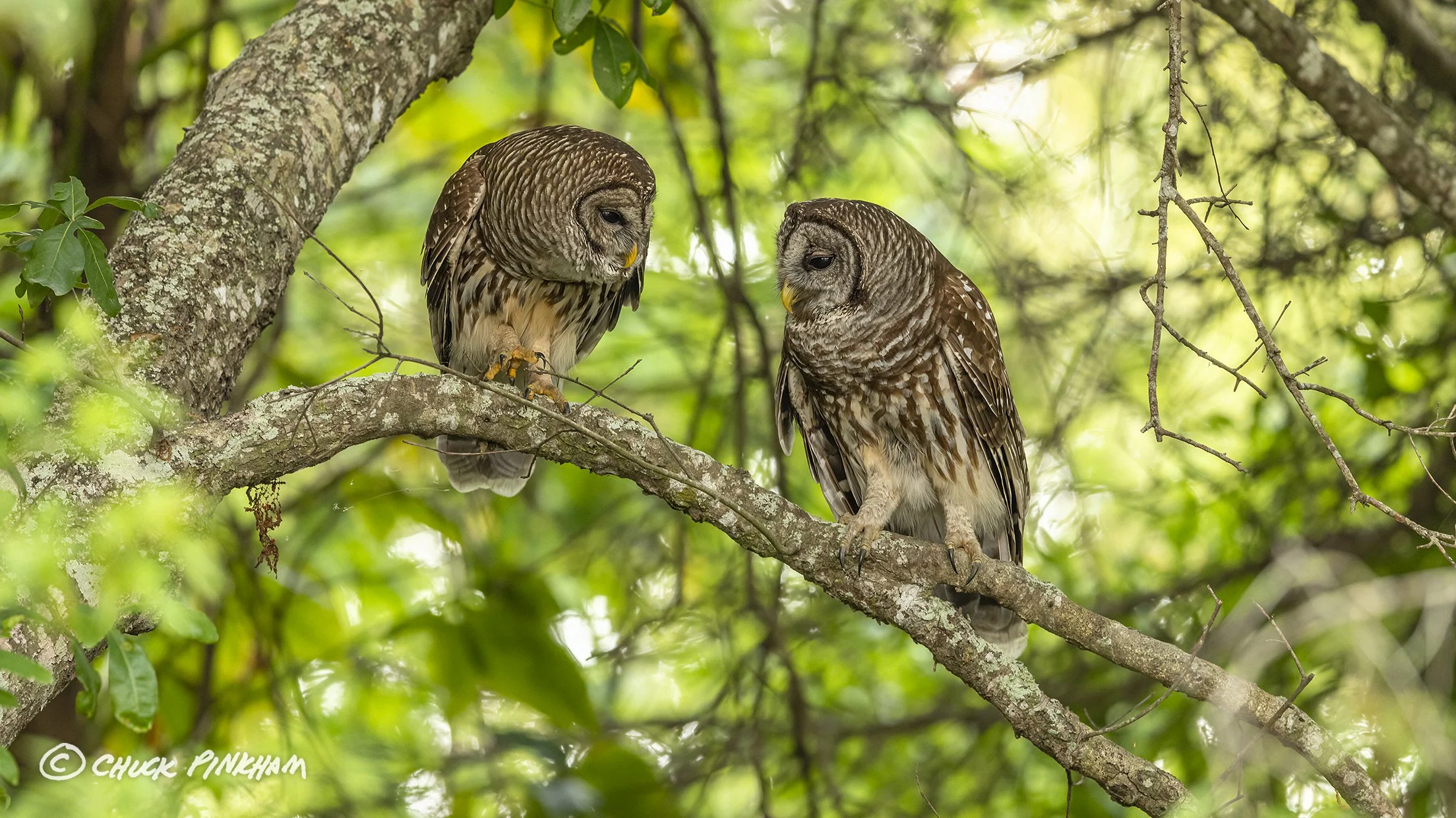 March 2026. Barred Owl pair in Pinellas County, Florida.