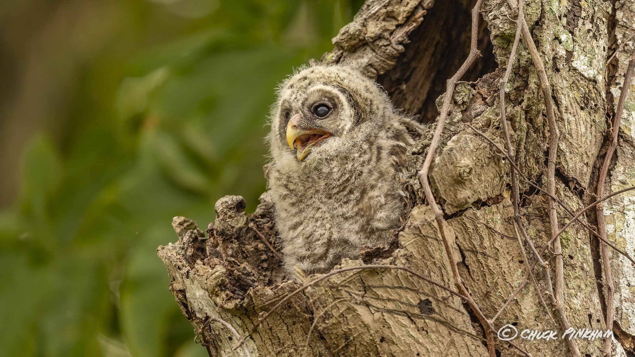 March 12, 2026. Barred Owlet in Pinellas County, Florida.