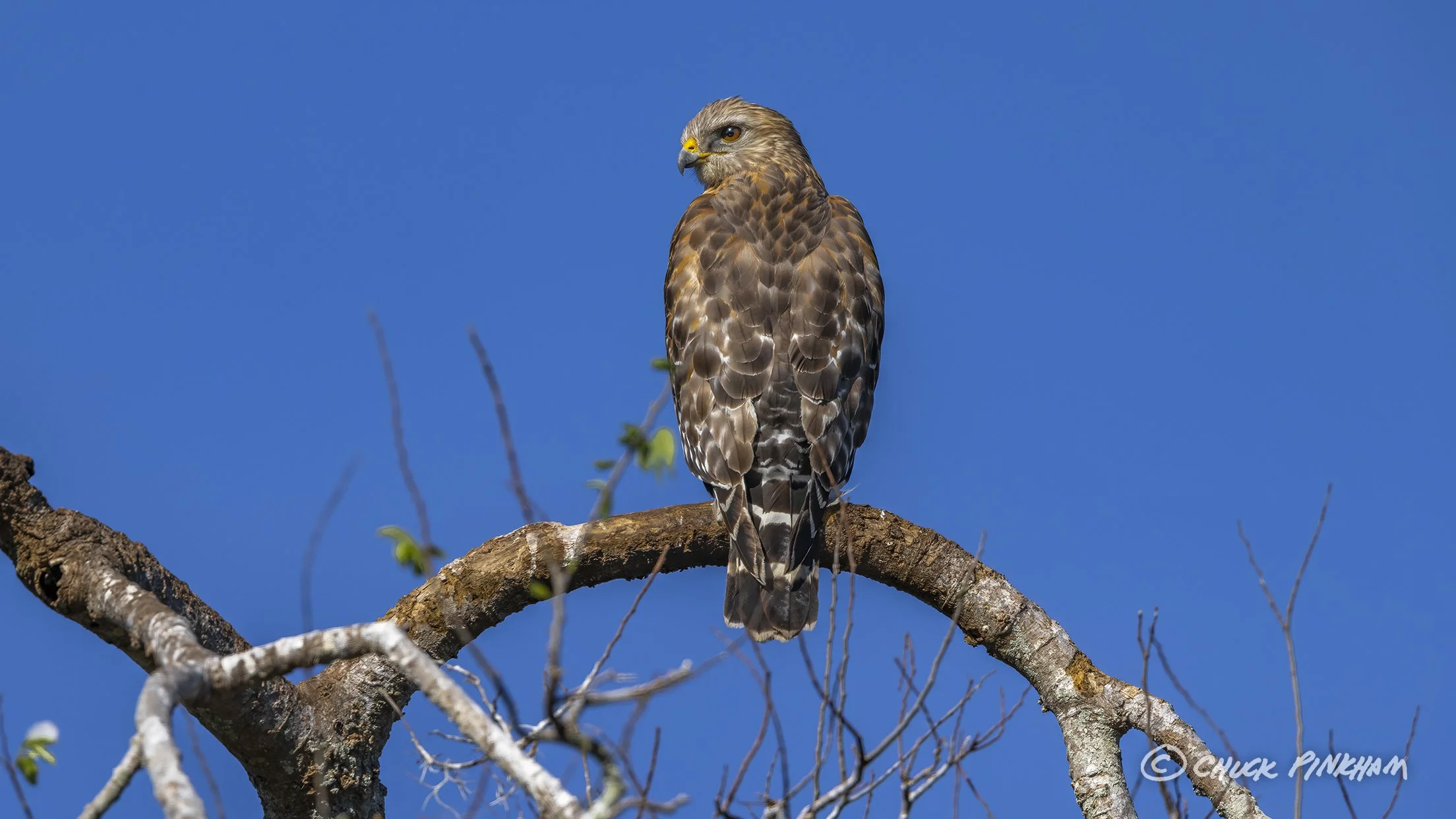 January 17, 2026. Red Shouldered Hawk in Circle B Bar Reserve, Florida.