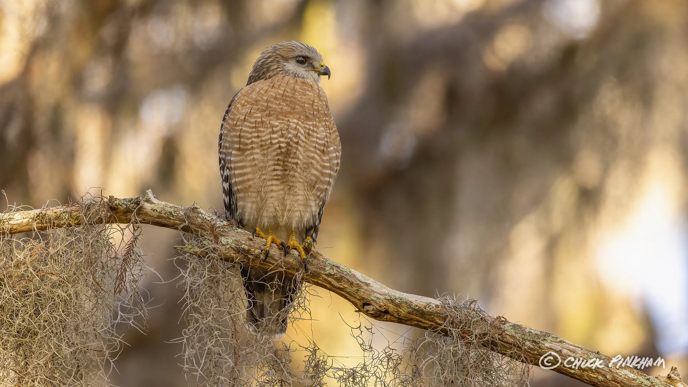 December 21, 2025. Red Shouldered Hawk in Palm Harbor, Florida.