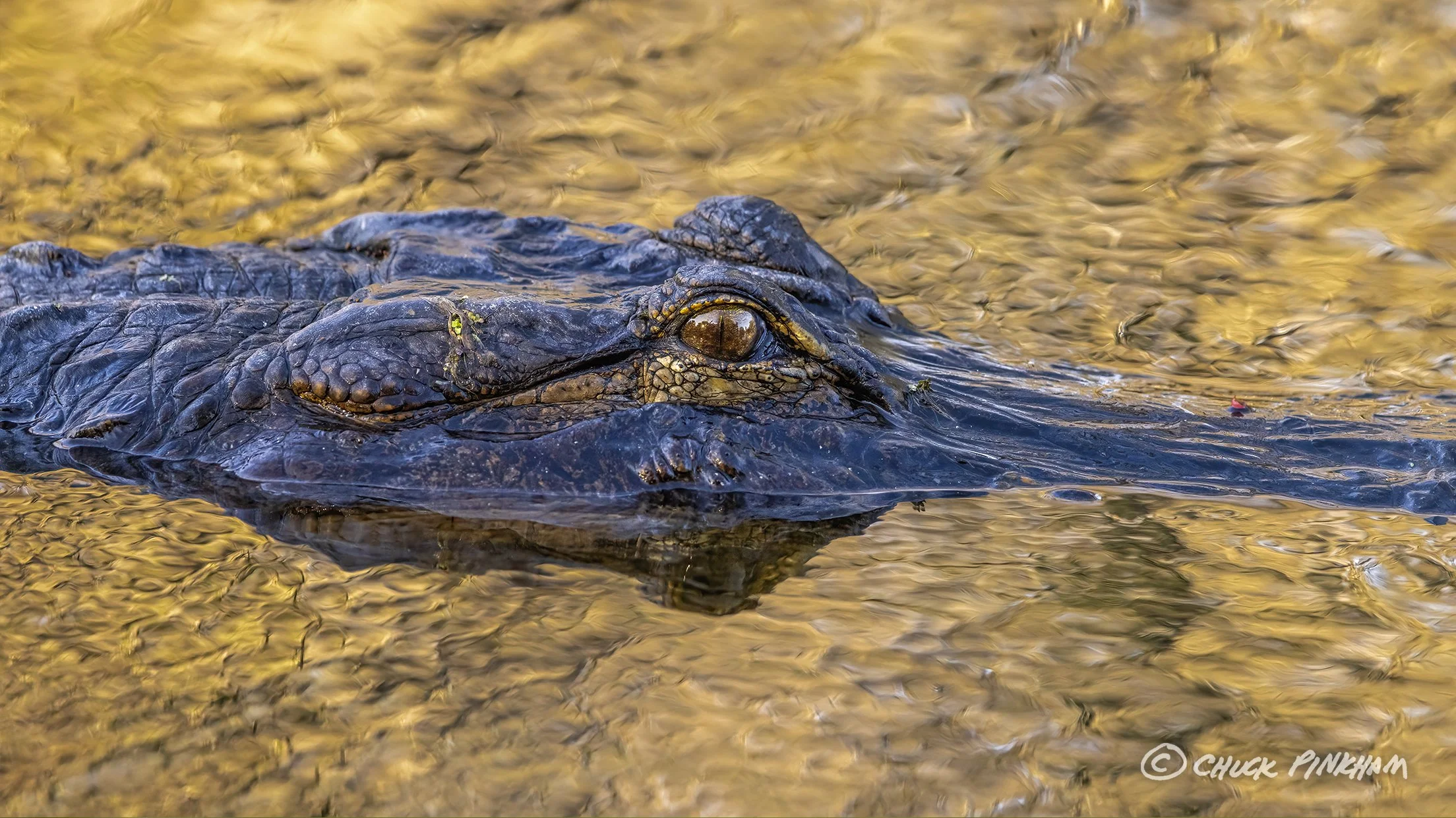January 26, 2026. American Alligator in Circle B Bar Reserve, Florida.