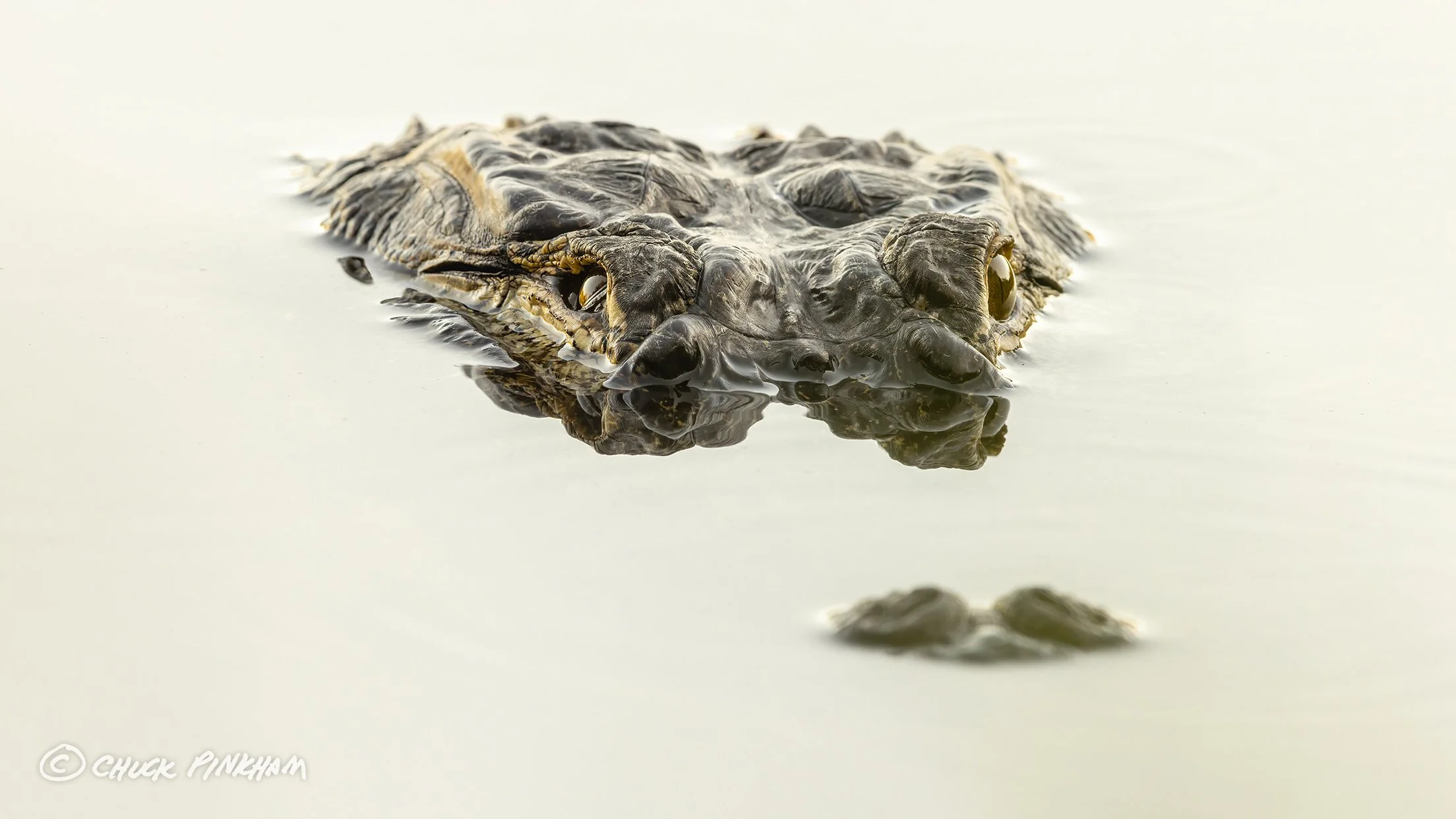 January 7, 2026. American Alligator in Seminole, Florida.