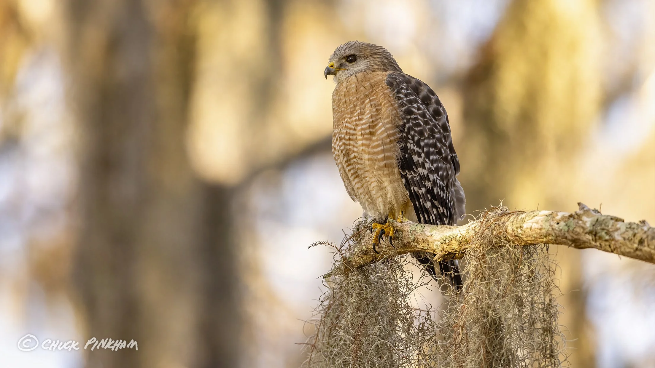 December 21, 2025. Red Shouldered Hawk in Palm Harbor, Florida.