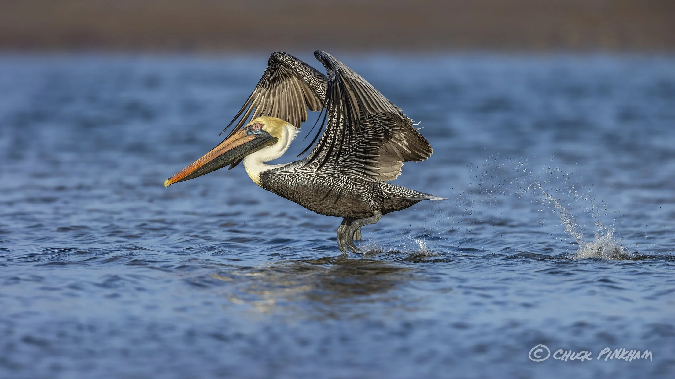 January 3, 2026. Brown Pelican in Fort De Soto Park, Florida.