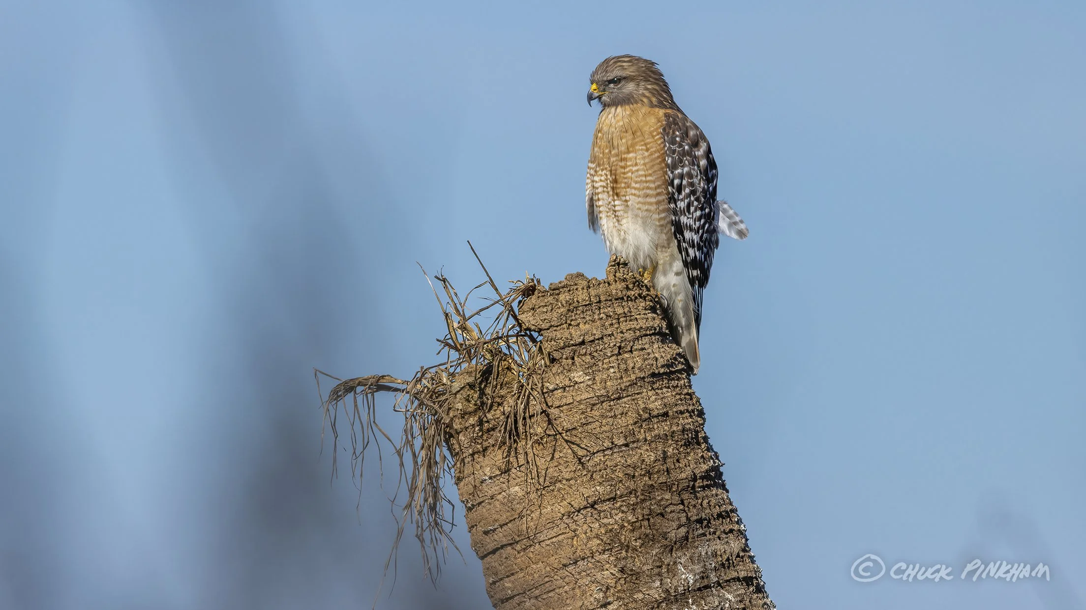 January 17, 2026. Red Shouldered Hawk in Circle B Bar Reserve, Florida.