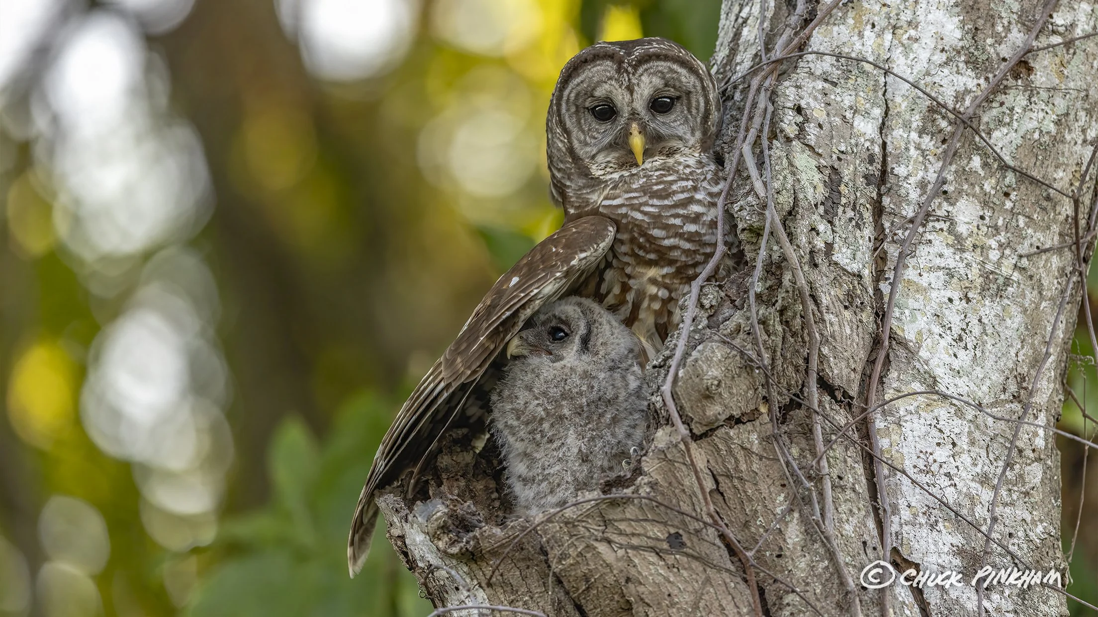March 2026. Barred Owl and Owlet in Pinellas County, Florida.