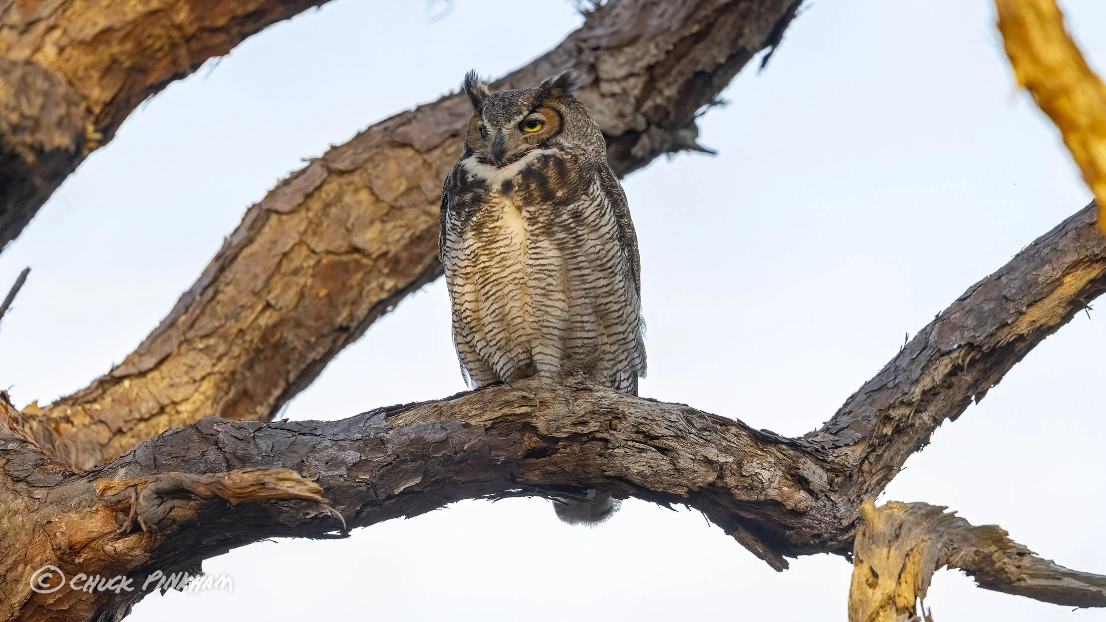 January 29, 2026. Great Horned Owl in Pinellas County, Florida.