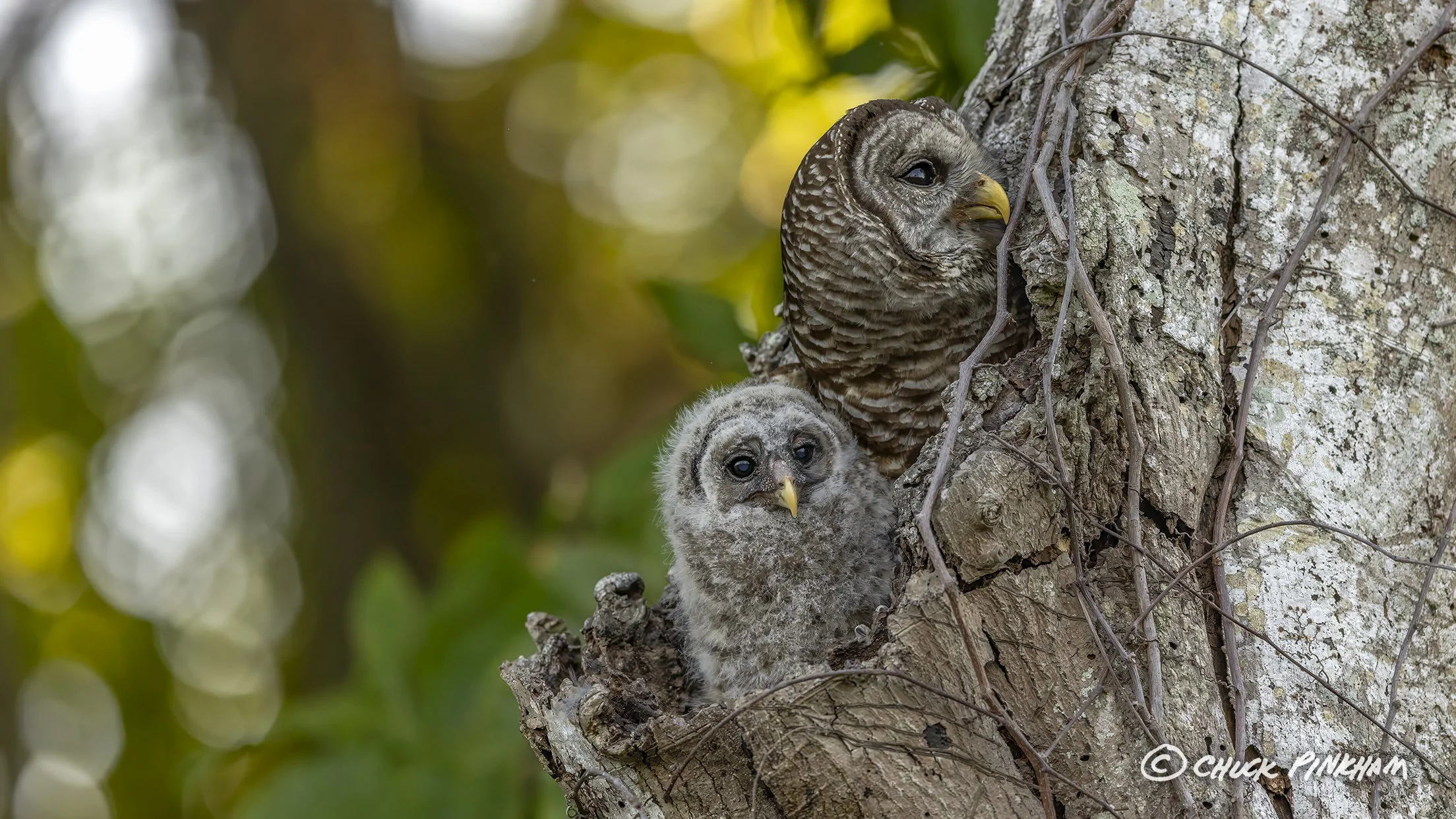 March 2026. Barred Owl and Owlet in Pinellas County, Florida.