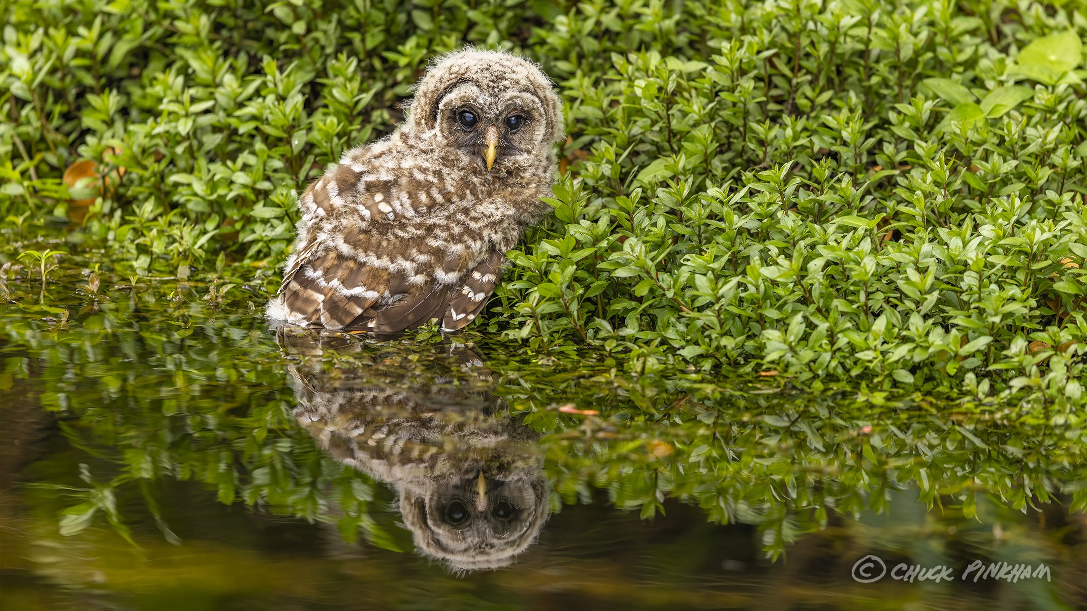 March 15, 2026. Barred Owlet in Pinellas County, Florida.