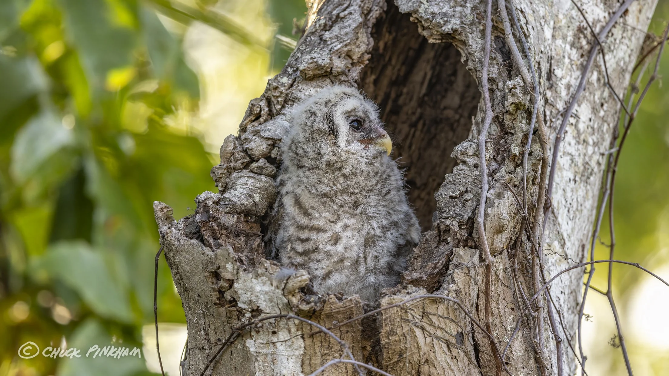 March 2026. Barred Owlet in Pinellas County, Florida.