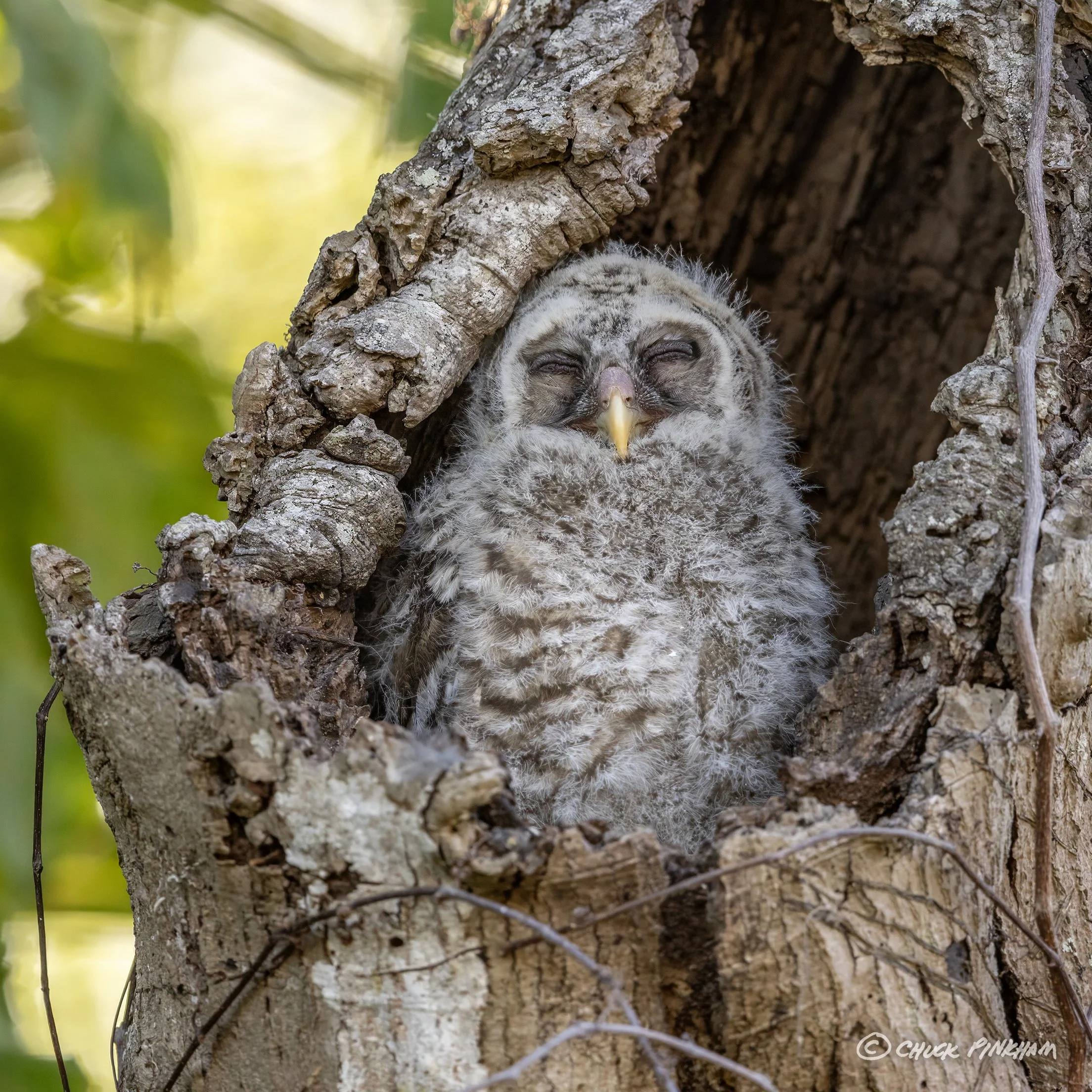 Barred Owl in Largo, Florida