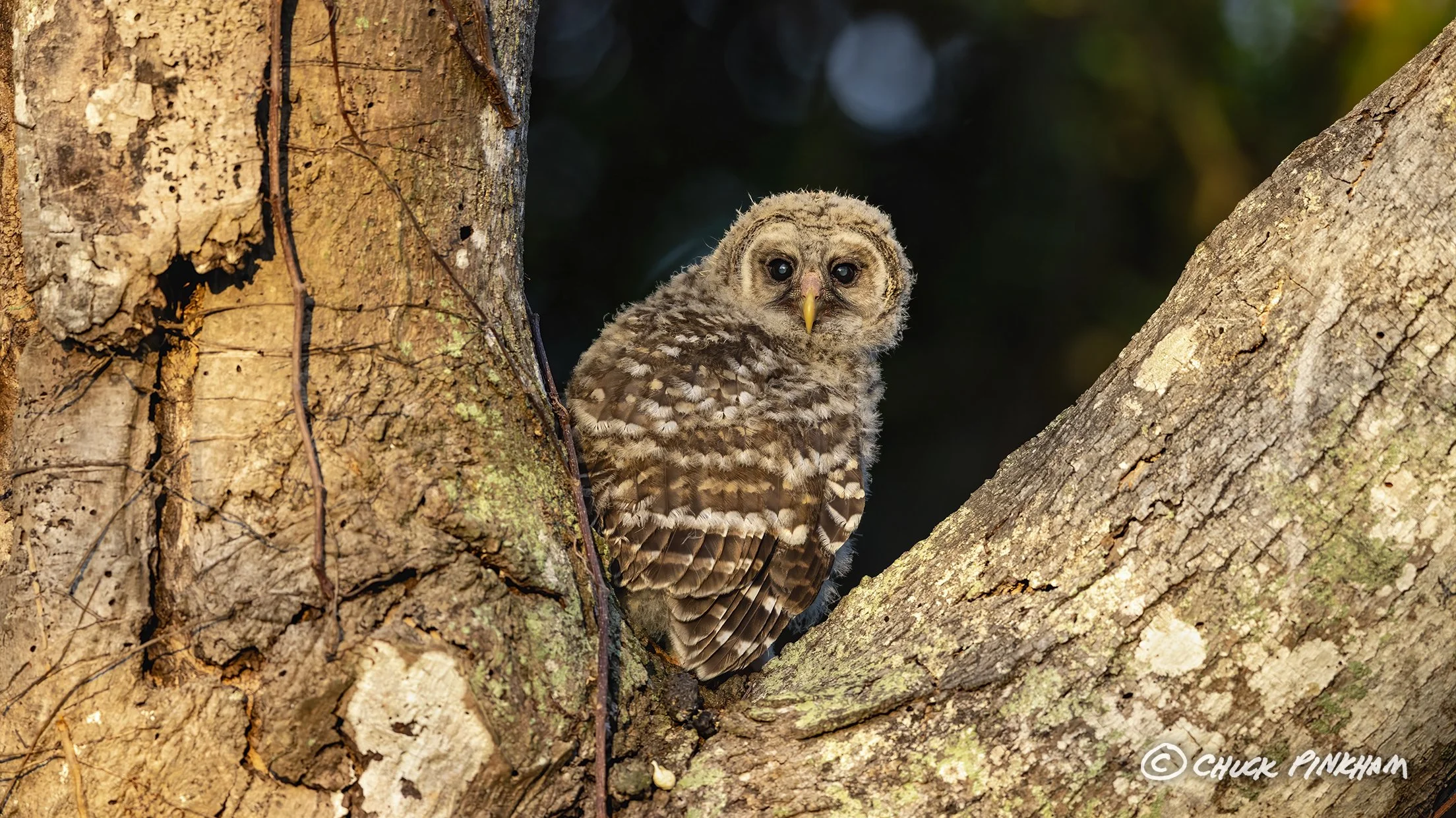 March 15, 2026. Barred Owlet in Pinellas County, Florida.