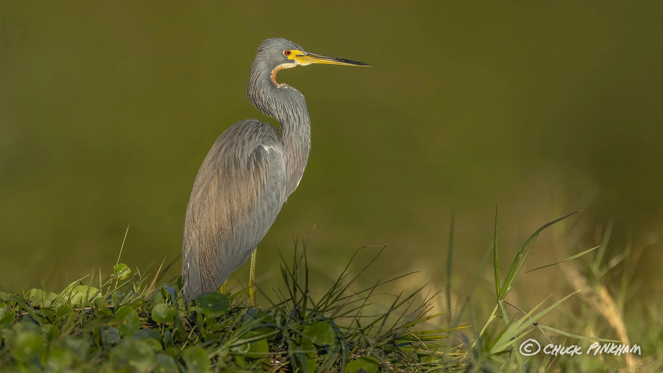 December 11, 2025. Tri-Colored Heron in Seminole, Florida.