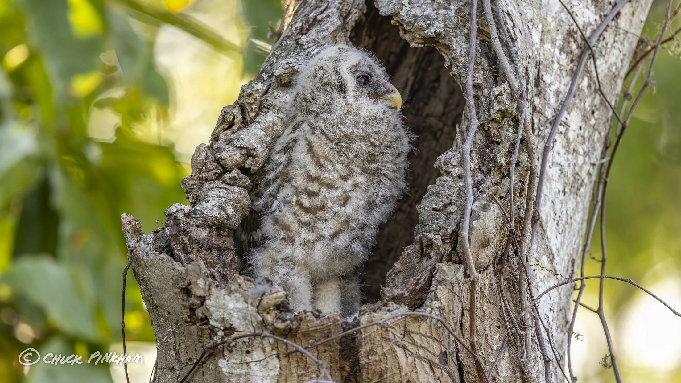 March 2026. Barred Owlet in Pinellas County, Florida.