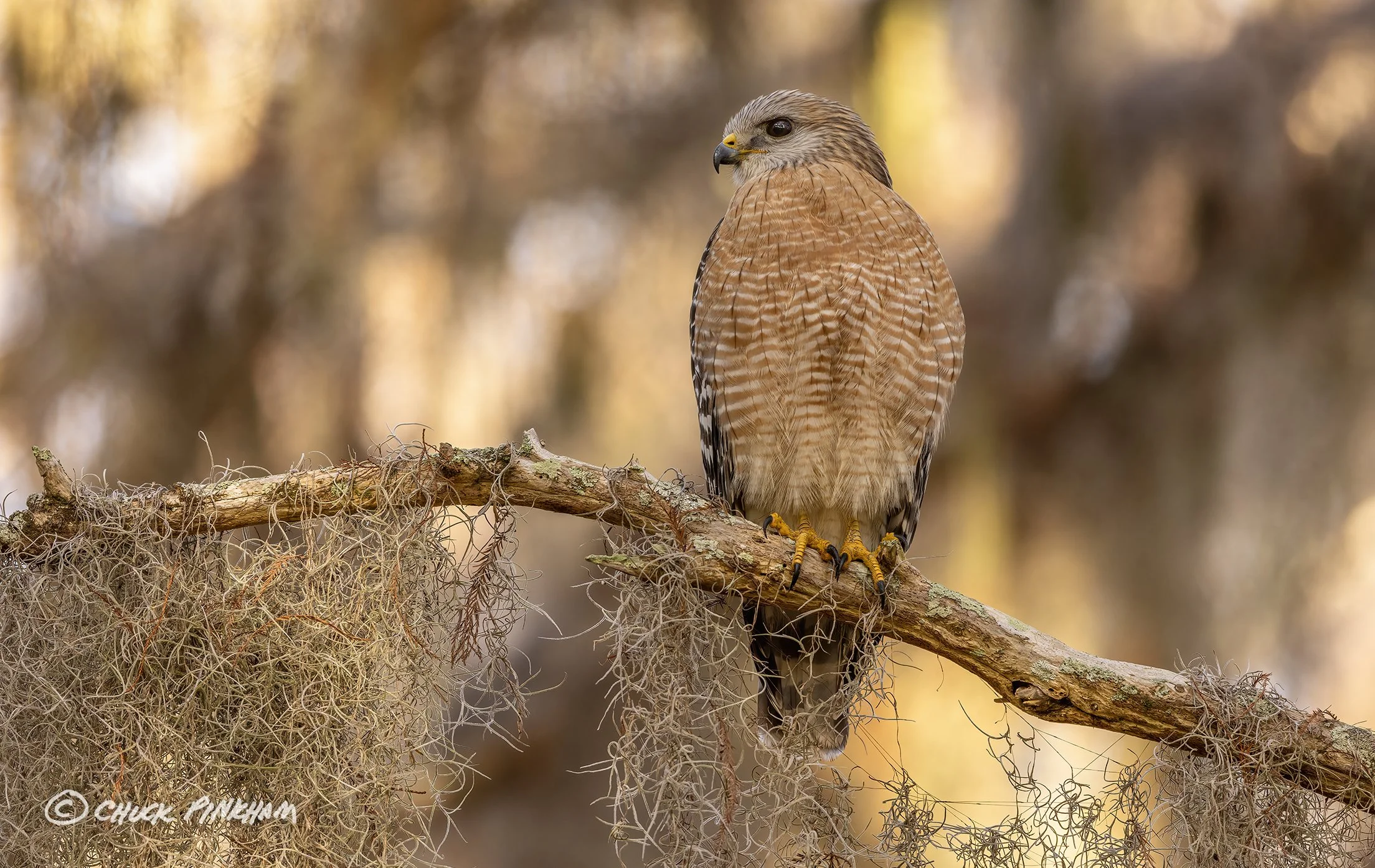 December 21, 2025. Red Shouldered Hawk in Palm Harbor, Florida.