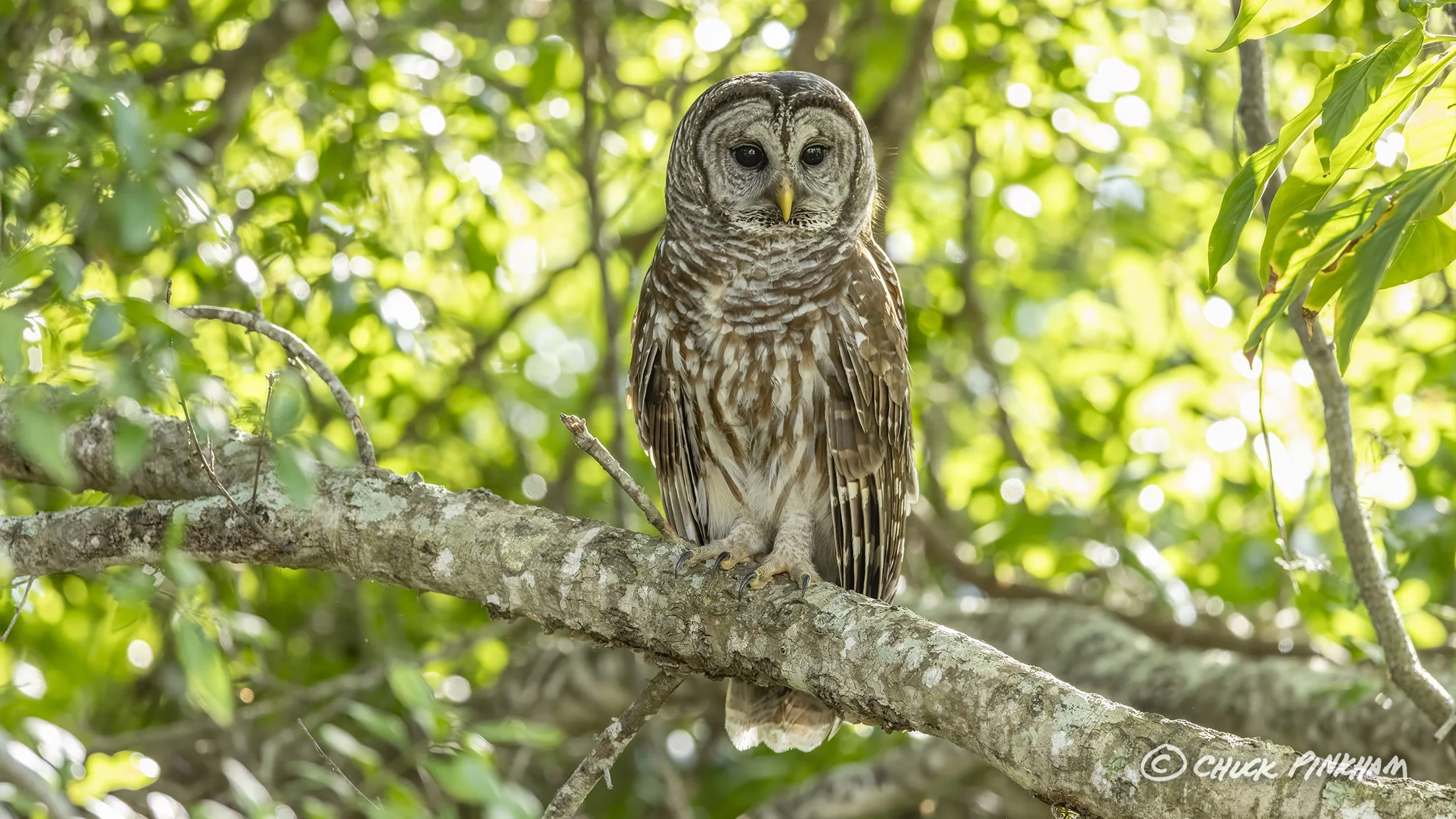 March 2026. Barred Owl in Pinellas County, Florida.