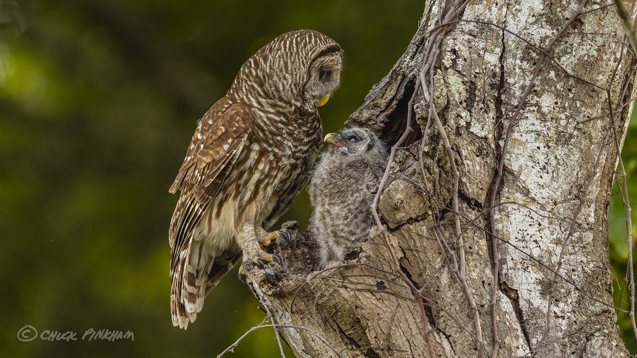 March 11, 2026. Barred Owl and Owlet in Pinellas County, Florida.