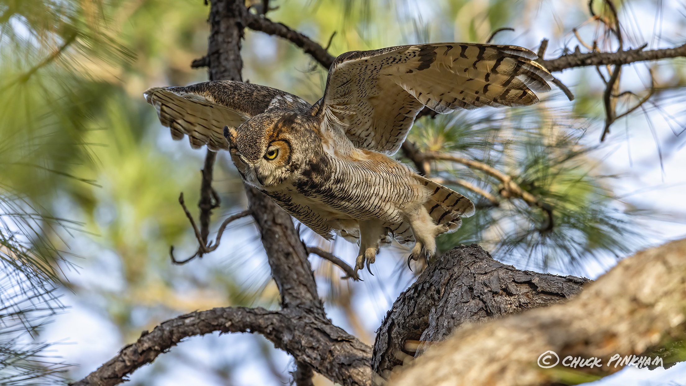 February 17, 2026. Great Horned Owl in Pinellas County, Florida.