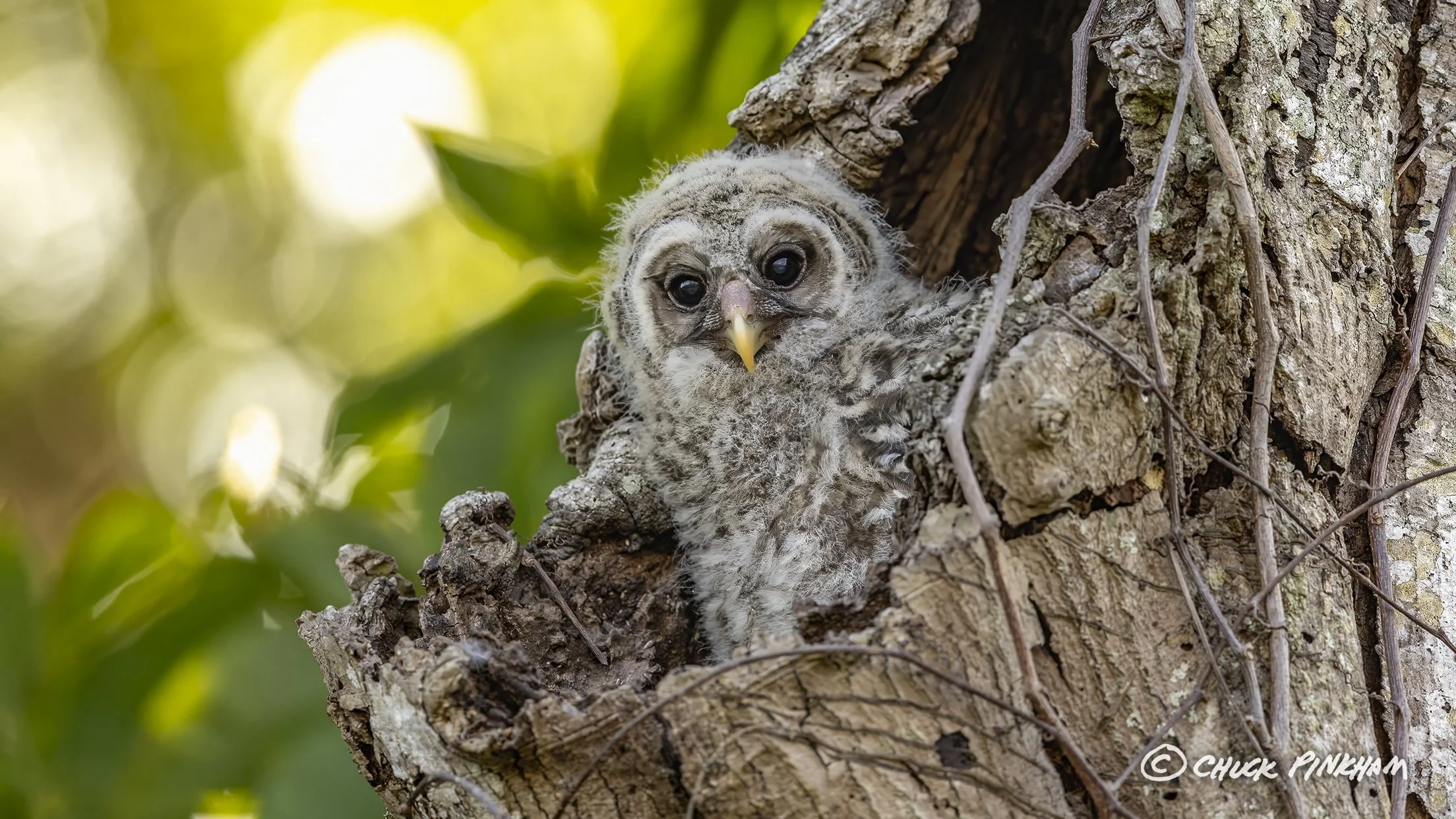 March 2026. Barred Owlet in Pinellas County, Florida.