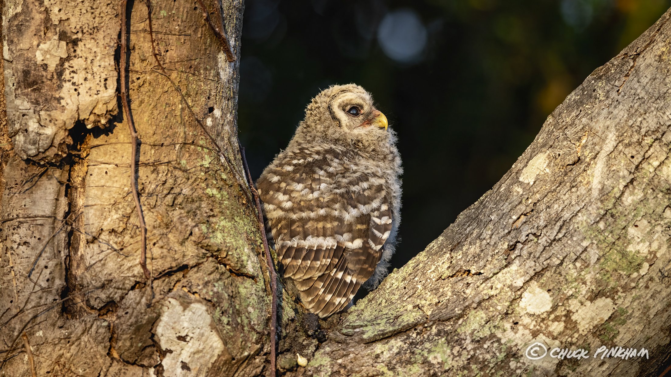 March 15, 2026. Barred Owlet in Pinellas County, Florida.