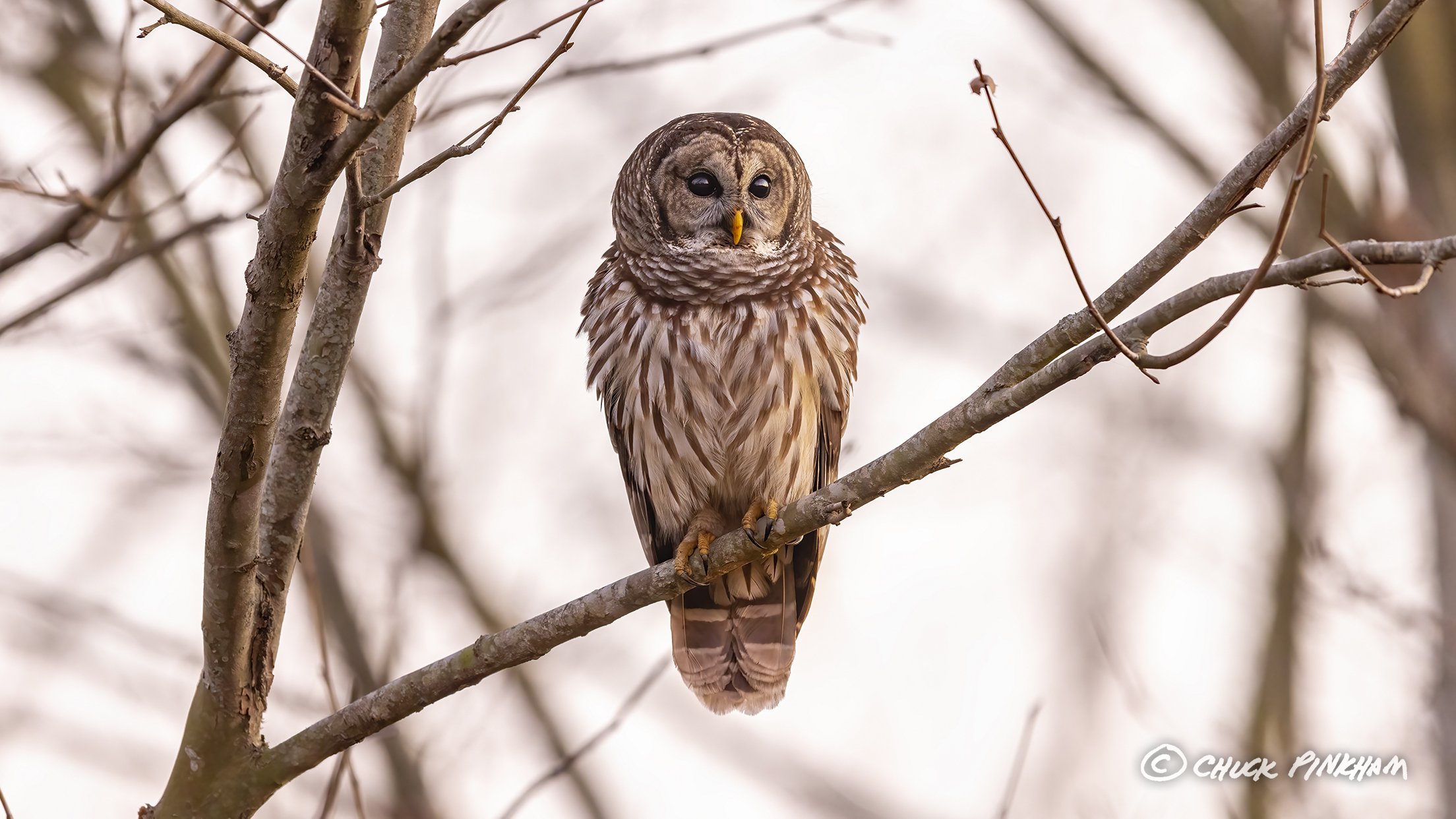 February 26, 2026. Barred Owl in Pinellas County, Florida.