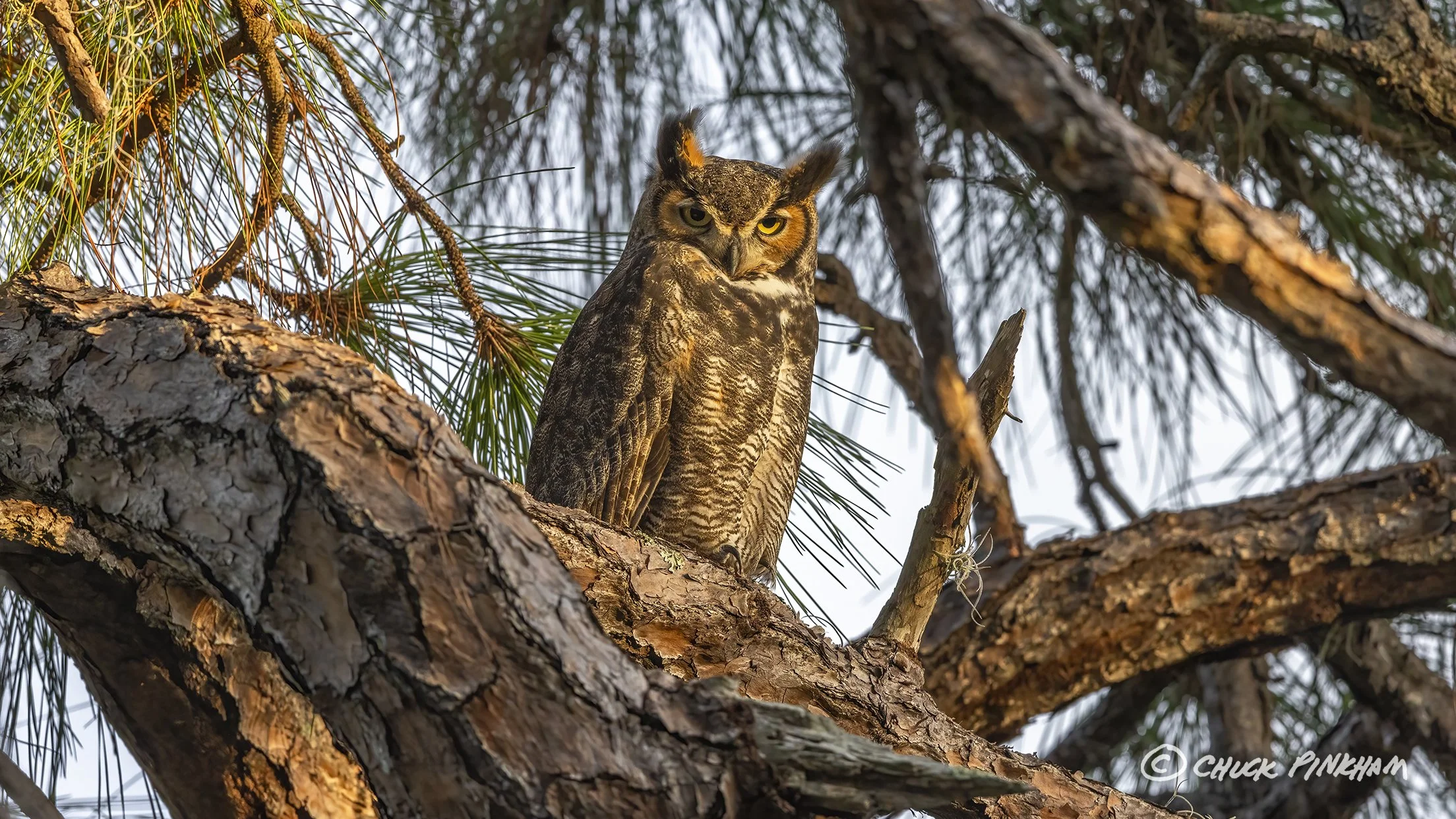 December 15, 2025. Great Horned Owl in Seminole, Florida.
