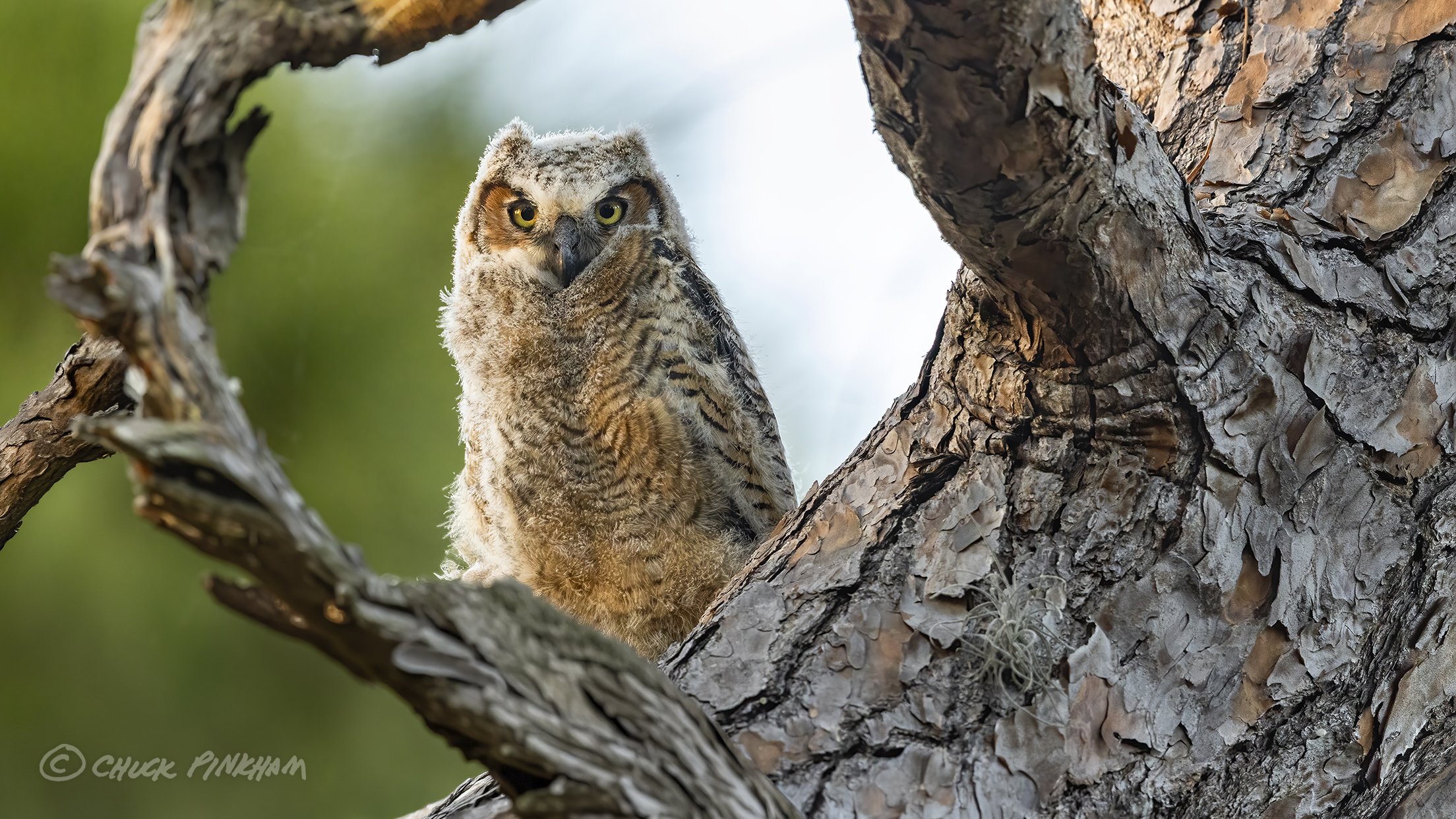 February 13, 2026. Great Horned Owlet in Pinellas County, Florida.