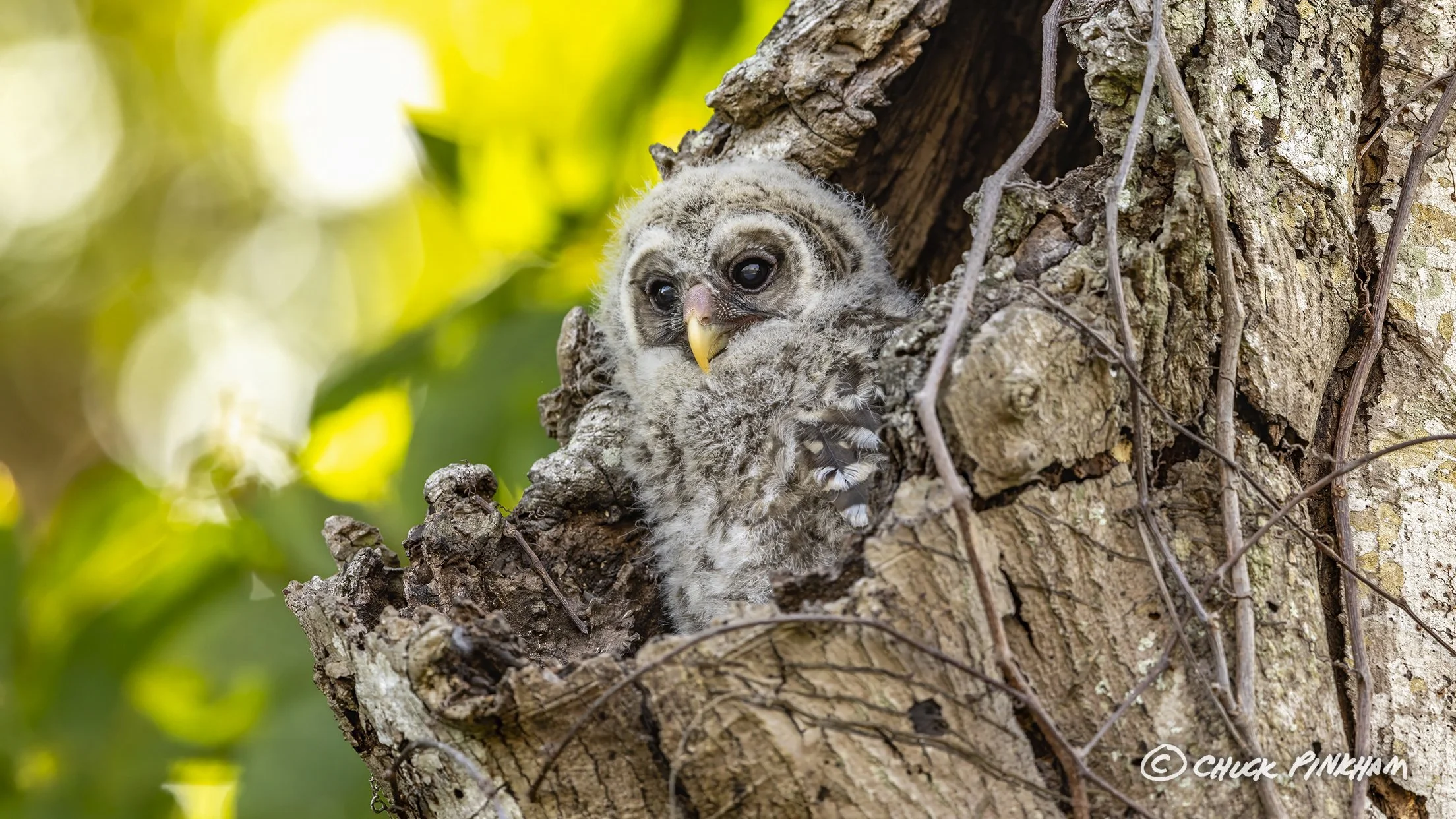 March 2026. Barred Owlet in Pinellas County, Florida.