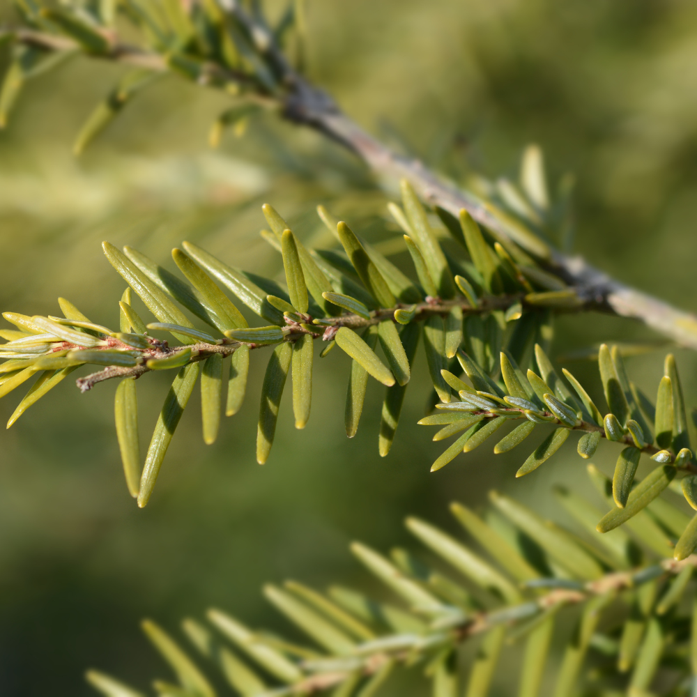 hemlock