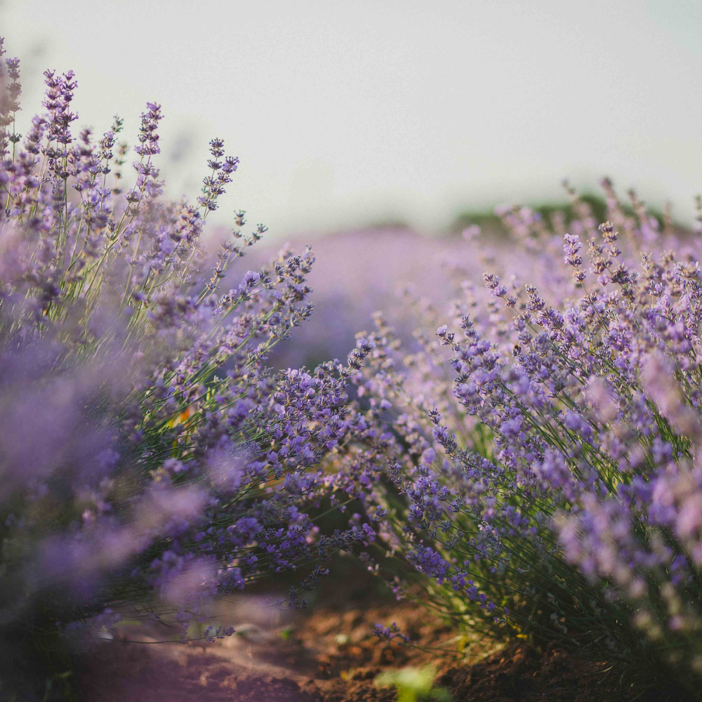 lavender