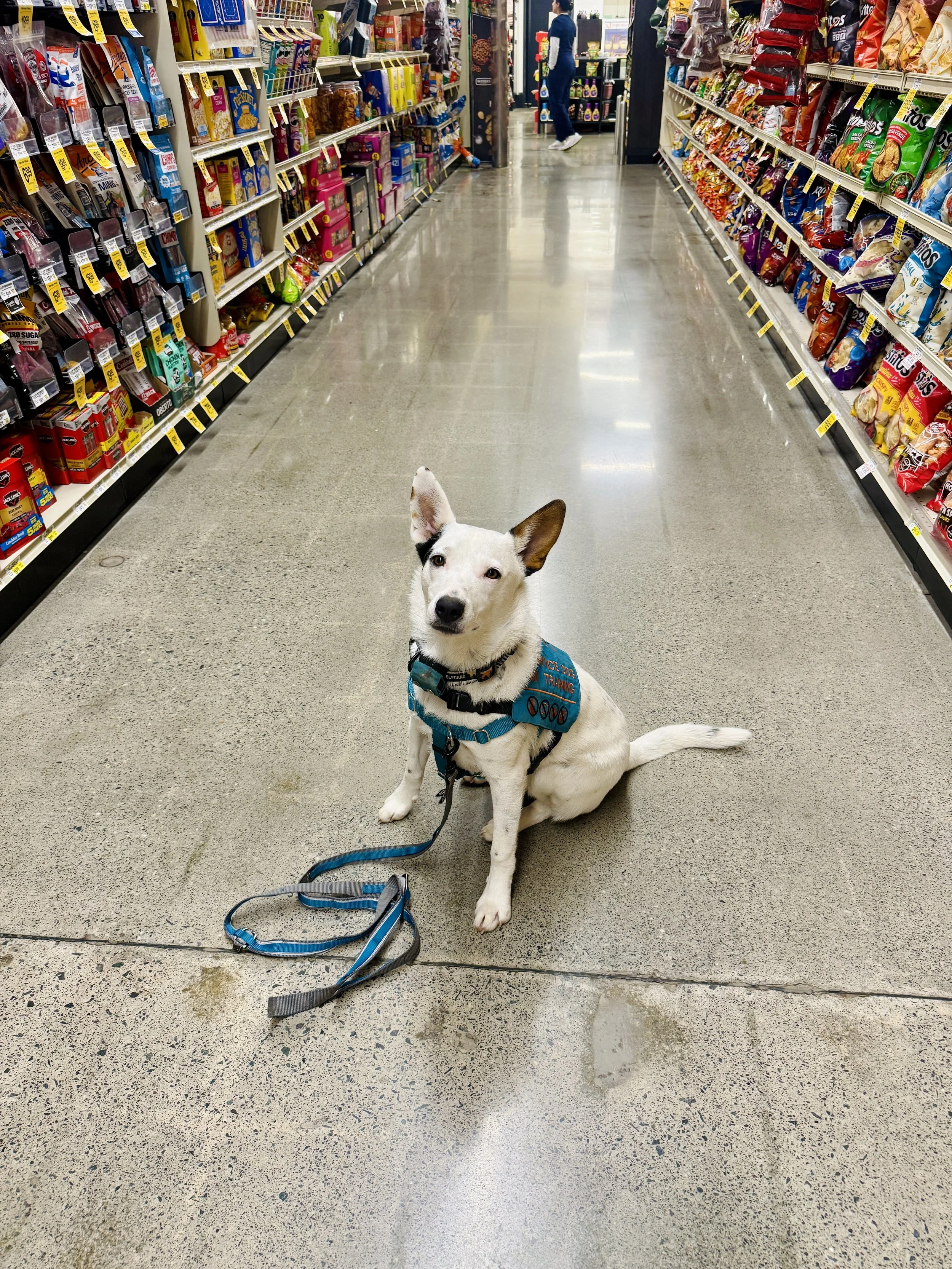 A dog with white fur and black markings on its face and ears sitting on the floor of a grocery store aisle. The dog is wearing a blue service or rescue vest with patches and a leash attached to its collar. The grocery store has shelves stocked with various snack items and bags on both sides of the aisle.