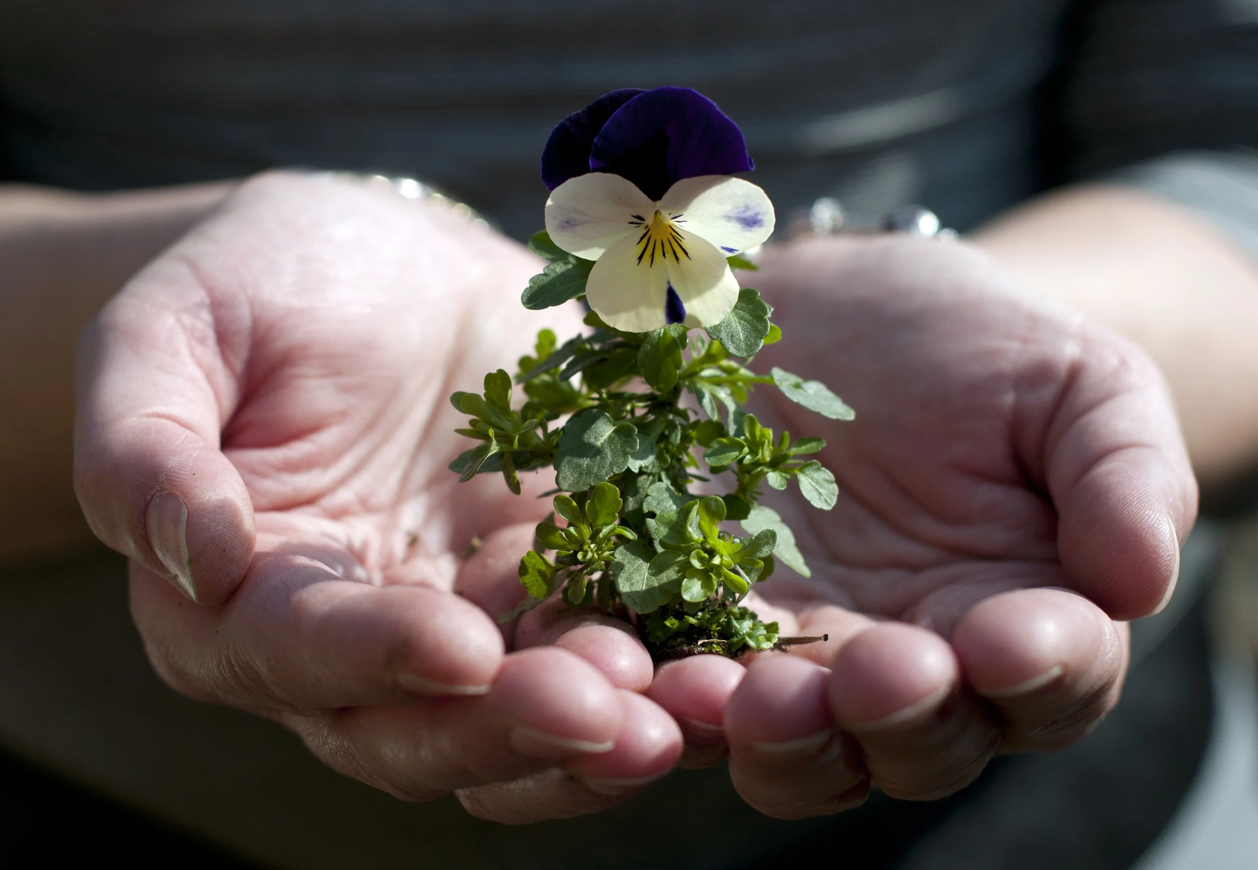 When the Soul Never Grows Its Hands