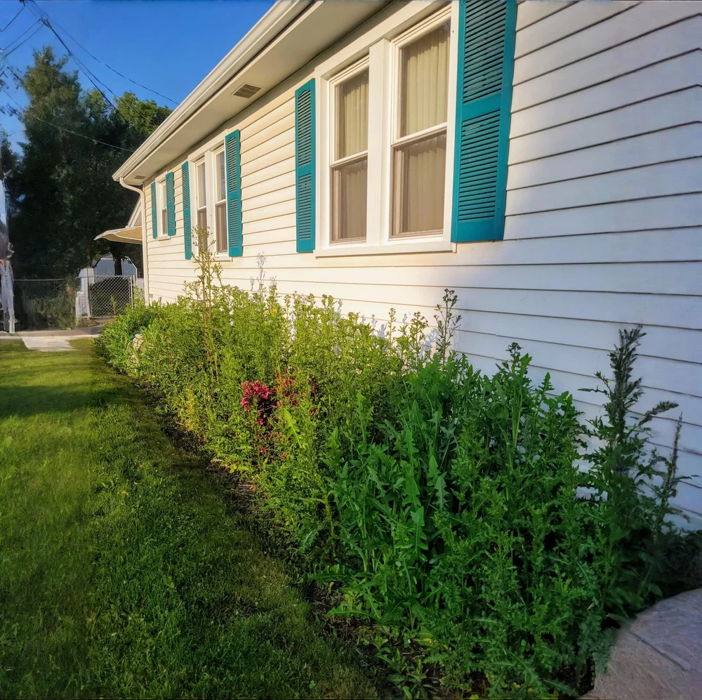 Before GGL front-bed maintenance: dense planting along a white home with blue shutters