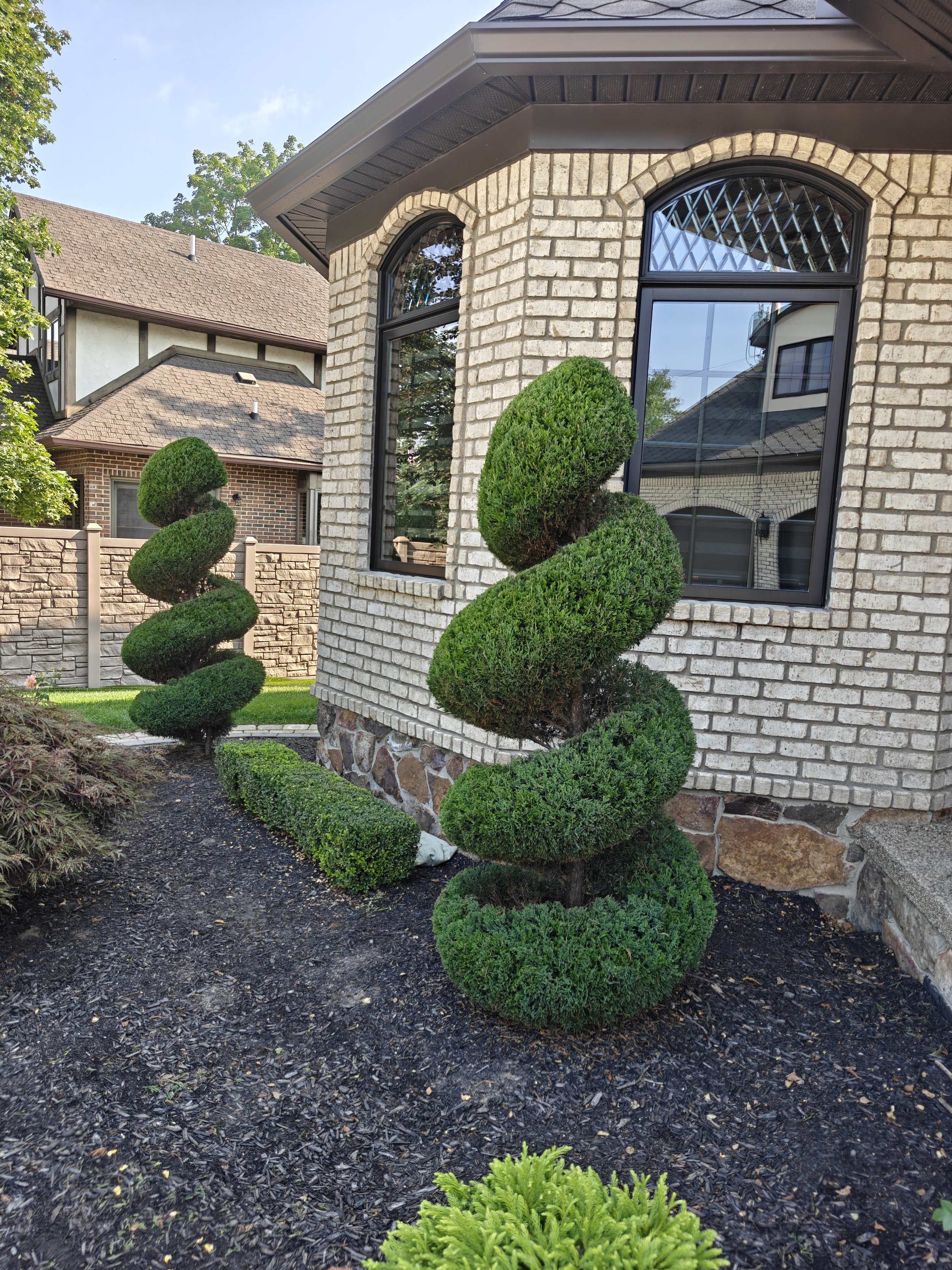 Two topiary trees with spiral shapes in front of a beige brick house with black window frames