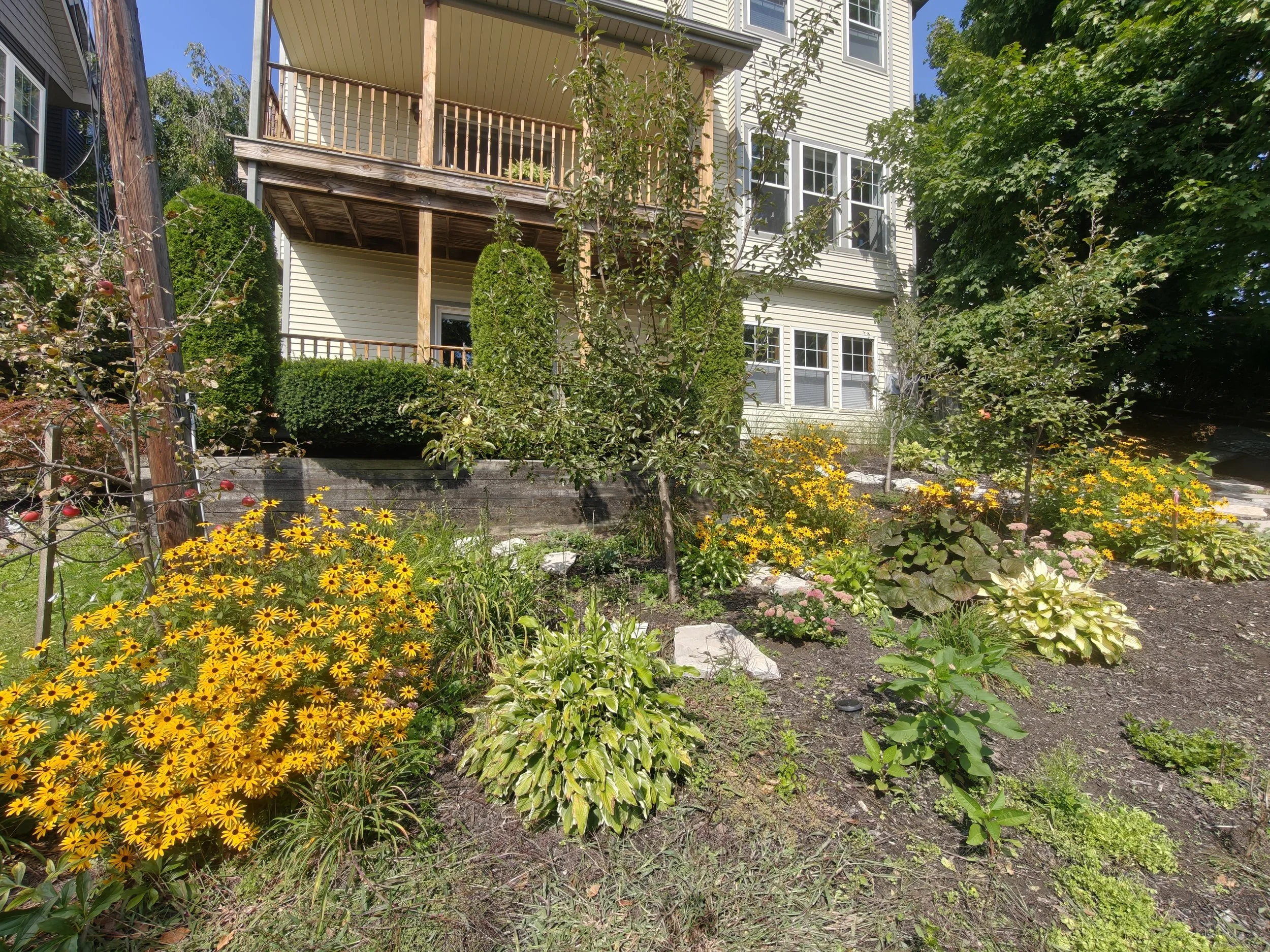 A garden with yellow flowers, small trees, and bushes in front of a multi-story house with white siding and large windows. There is a wooden deck on the house's second floor.
