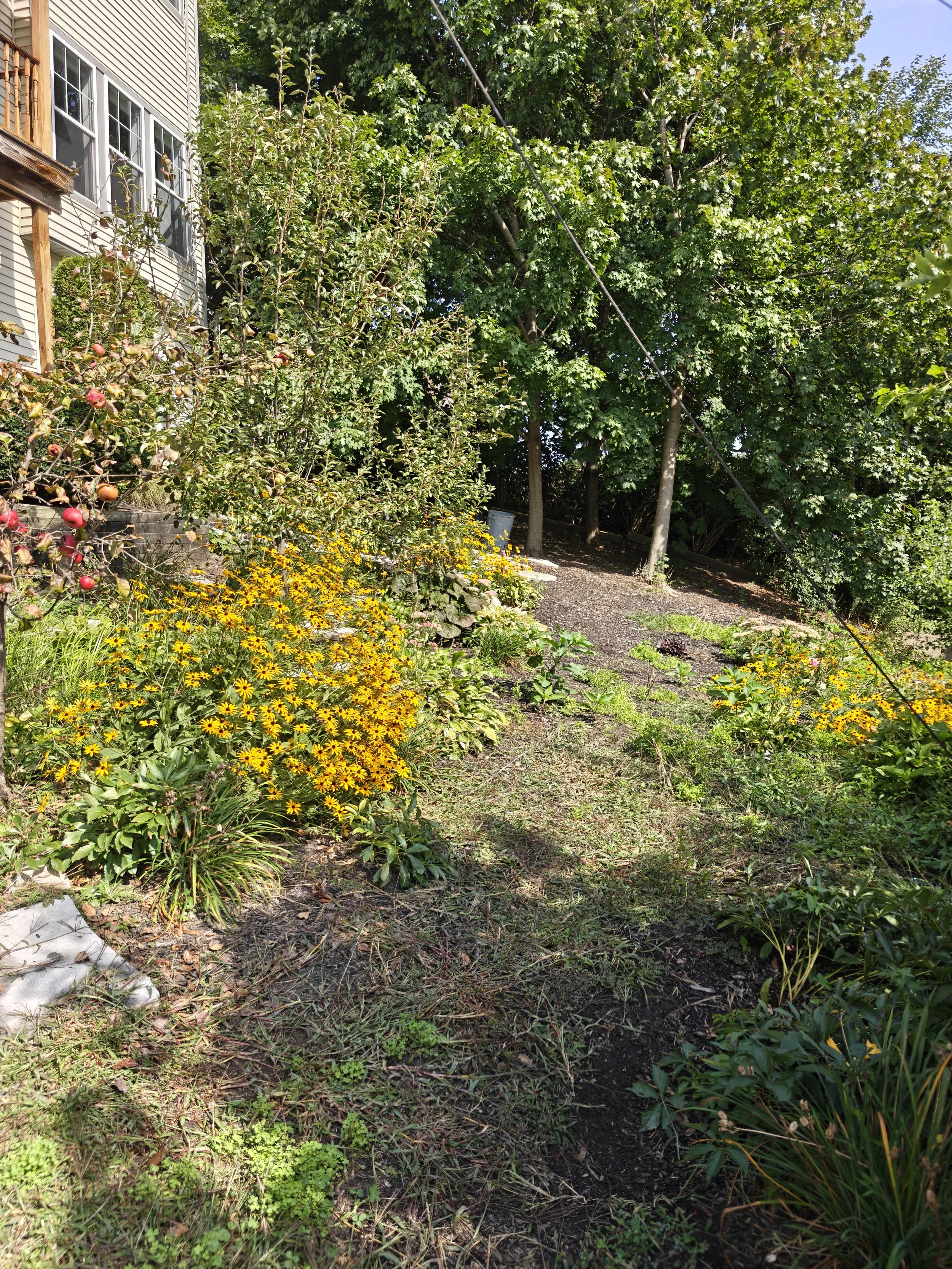 A garden with various plants, yellow flowers, and a tree. Part of a house and a window are visible on the left side of the image. The garden has a mix of sunny and shaded areas.