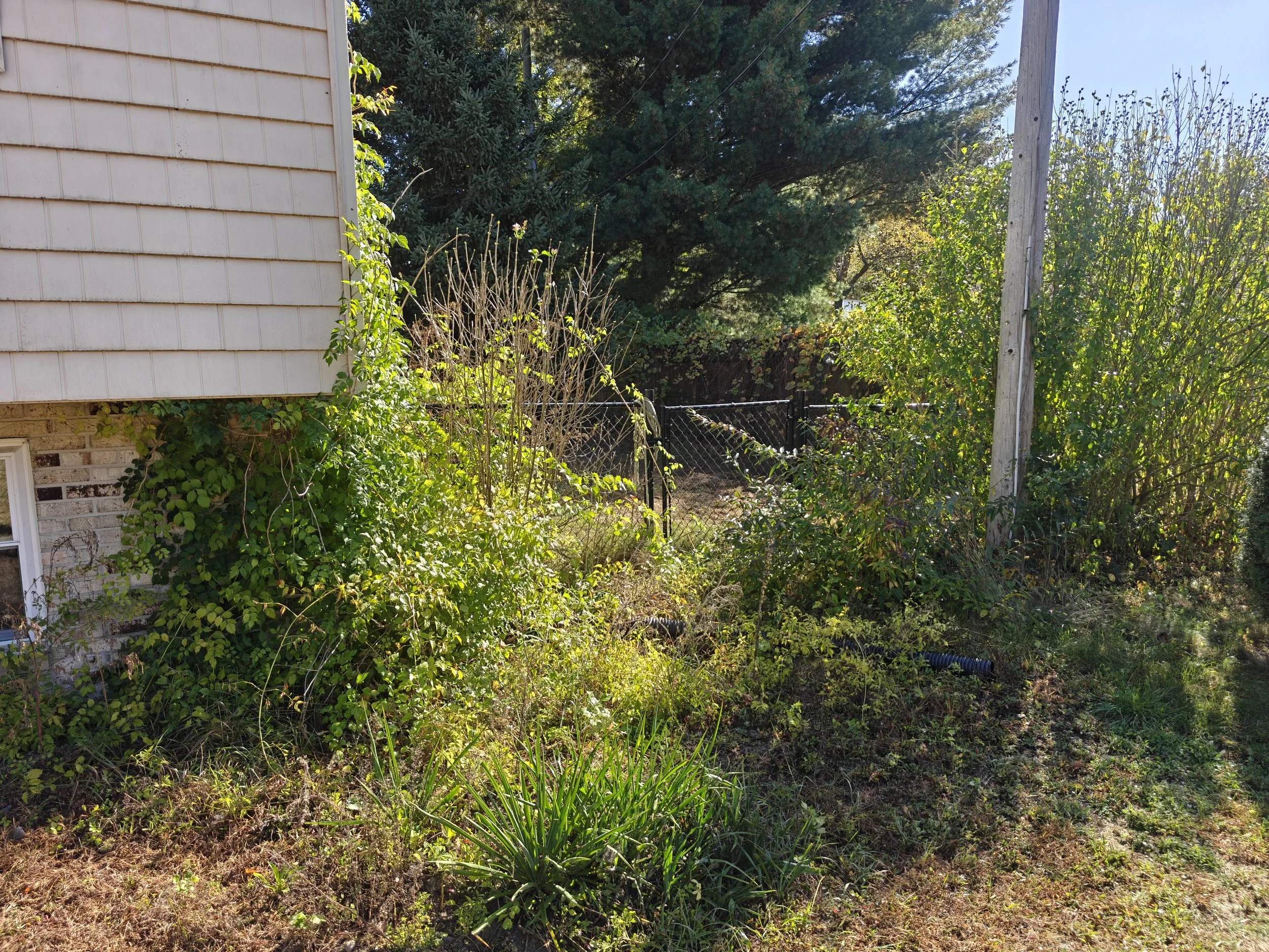 A garden area with various green plants, bushes, and trees next to a house with beige siding. A black chain-link fence runs through the middle of the scene, and an old wooden utility pole is on the right side. The sunlight creates shadows and highlig