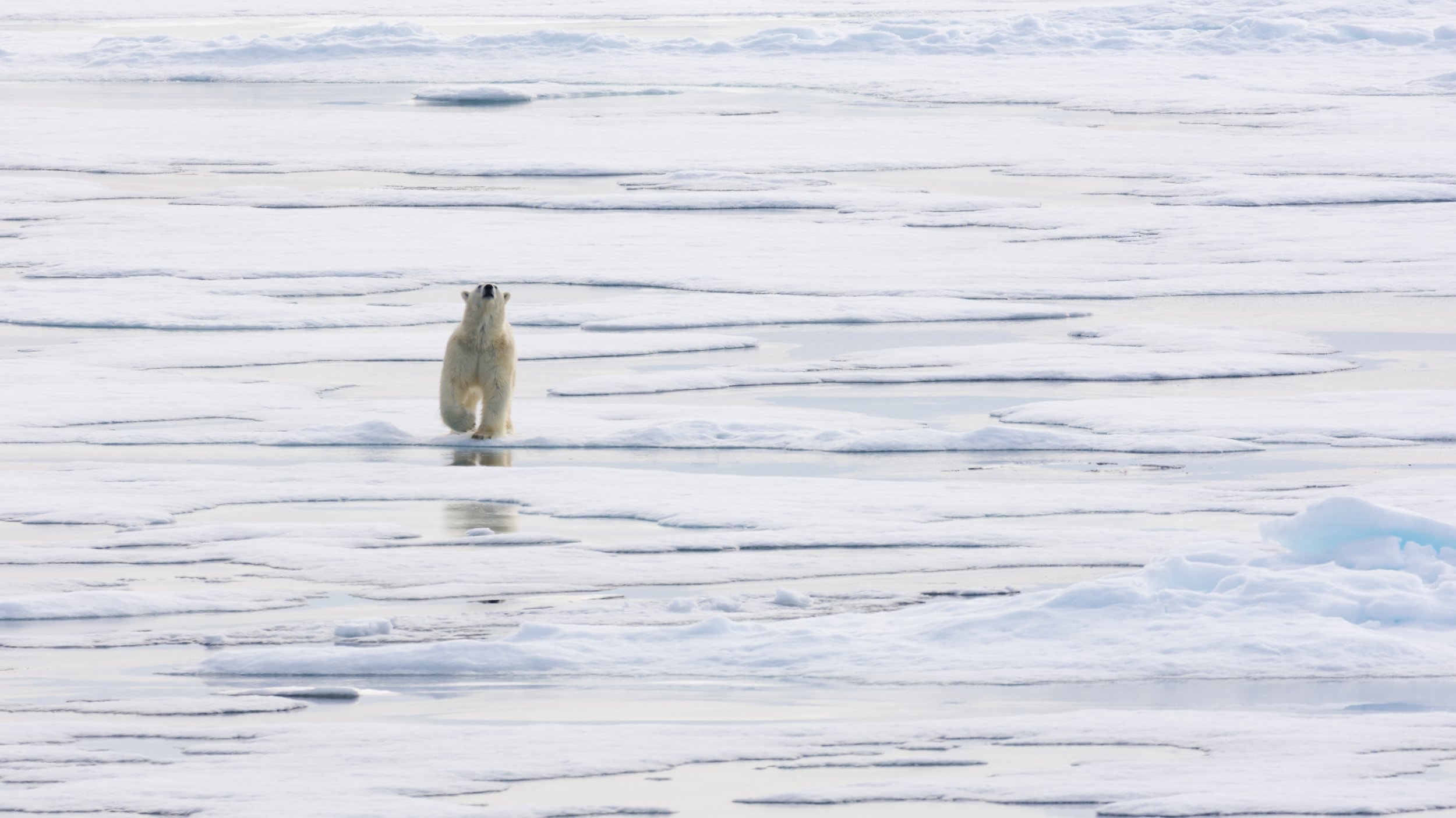 A polar bear on thin ice